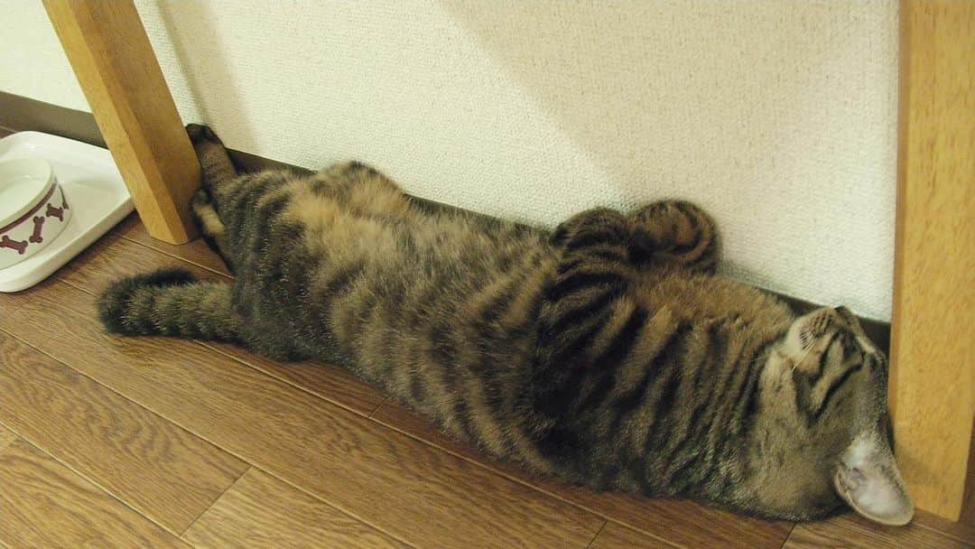Musashiのインスタグラム：「2008年7月の夕方ムサシさん。テーブルの足にジャストフィット寝。naptime...💤 #mck延長戦 #musashi_the_cat #musashi #mck #cat #キジトラ #ムサシさん」