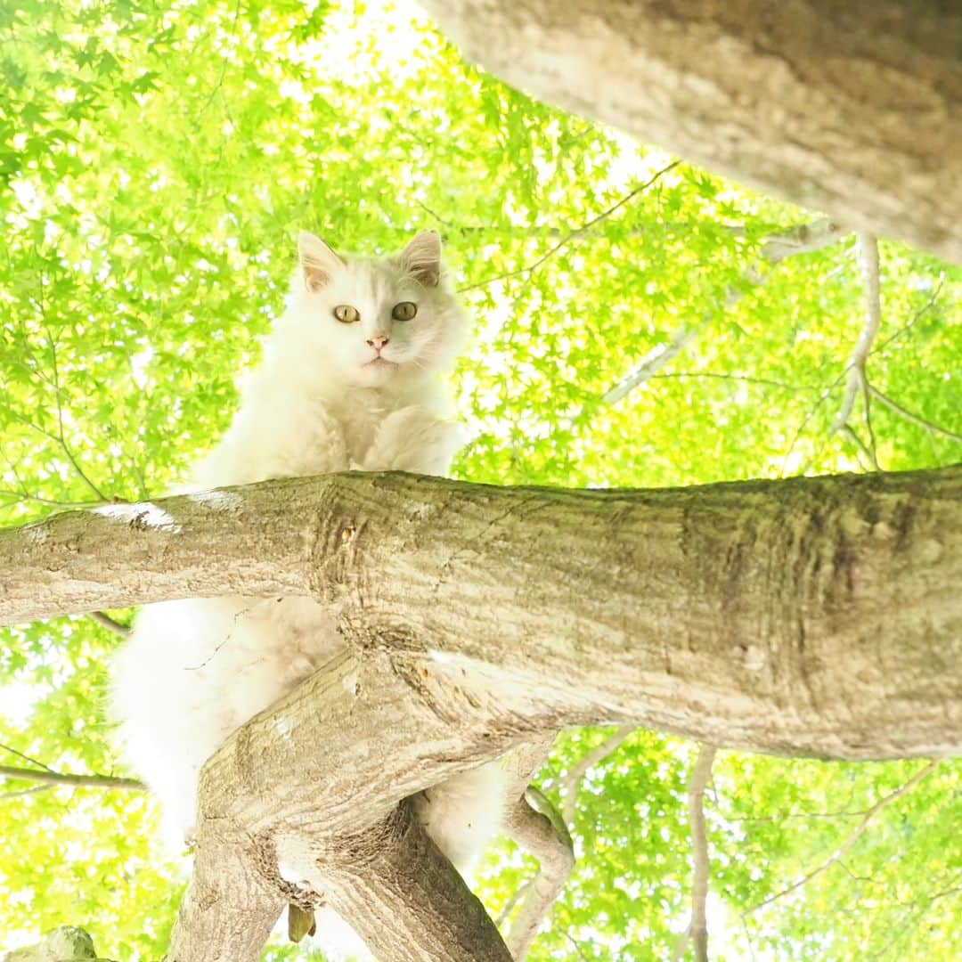 のインスタグラム：「新緑の季節にゃ😼🌳  CAMERA ︰OMD-EM1mark Ⅱ LENZ︰M.ZUIKO DIGITAL ED 12-100mm F4.0 IS PRO   #のらねこ部 姫ちゃん #om_system_jp #om写真投稿 #japancamera_official #猫部#nekoclub#แมว#icu_japan #igersjp#猫 #にゃんすたぐらむ#ig_catsclub #cats# #catsofinstagram #gatto#catloversclub#bnw_catalonia  #東京カメラ部#icu_japan#cute #catstagram#広がり同盟 #bestcatclub #gallery_legit #写真を止めるな#love_bestjapan #lovers_nippon  #team_jp #고양이#にゃんすたぐらむ #art_of_japan #instacat」