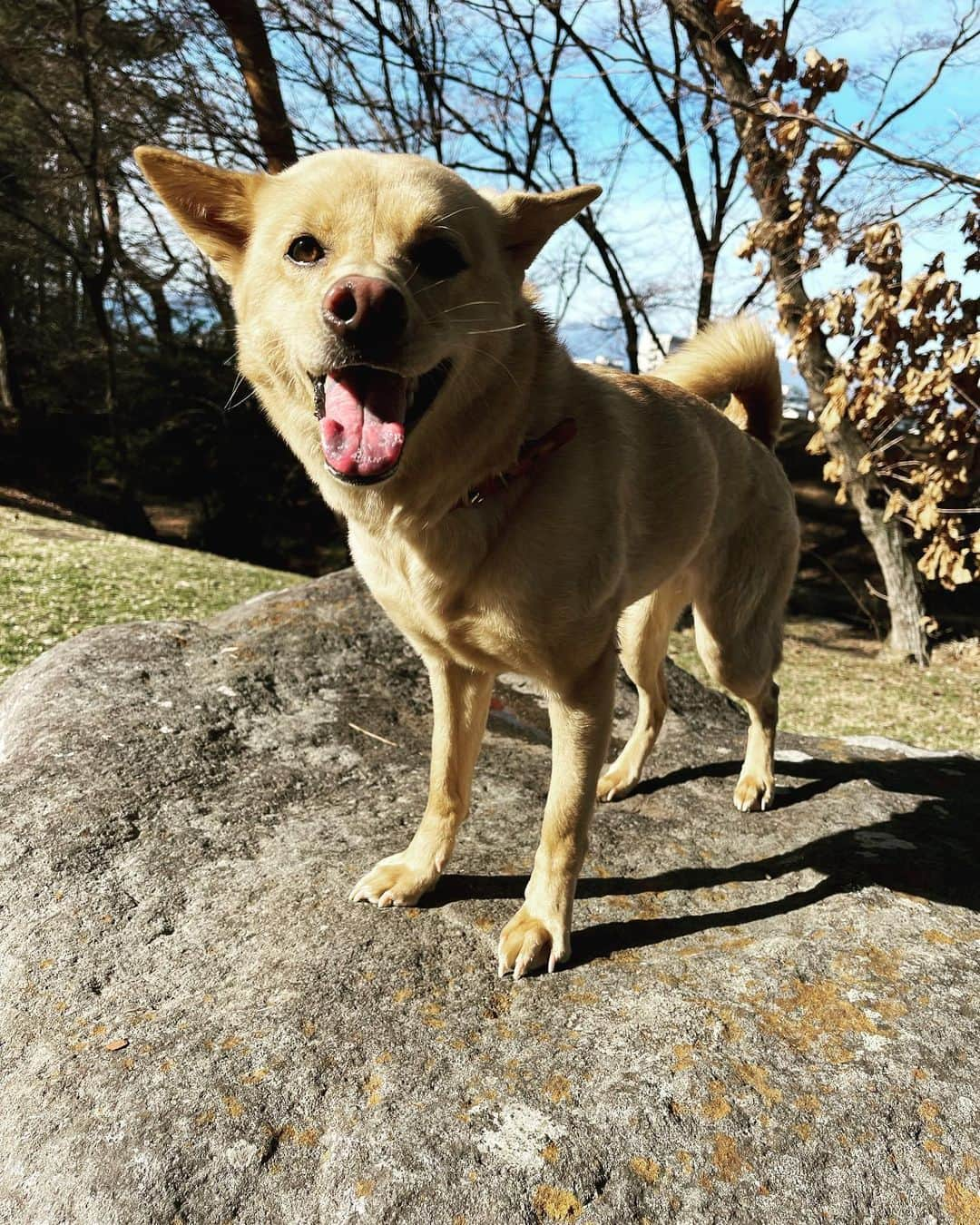 中村貴之さんのインスタグラム写真 - (中村貴之Instagram)「Ten & Sun🐕🐕❤️❤️」5月15日 8時24分 - taka_brew