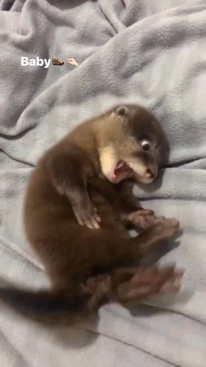 Baby Animalsのインスタグラム：「Otterly adorable! 🥹  Video credit: @degensiotter   #otter #otterlife #otterlove #otterlovers #babyotter #otterlover #otterbaby #ottergram #cuteotters #cutie #cuteanimals #cutebabyanimals #babyanimals」