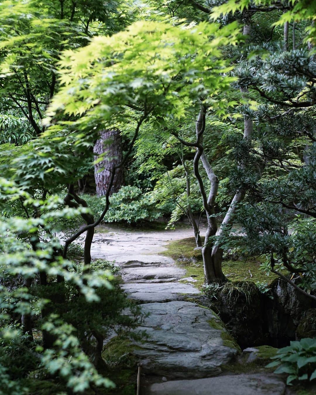 asu_chinさんのインスタグラム写真 - (asu_chinInstagram)「庭🌲🍃🌿  綺麗だけど、、 やっぱり作られた庭より  無機質な自然の🌲の方が良いなぁと思った日だった」5月15日 9時05分 - asu_chin