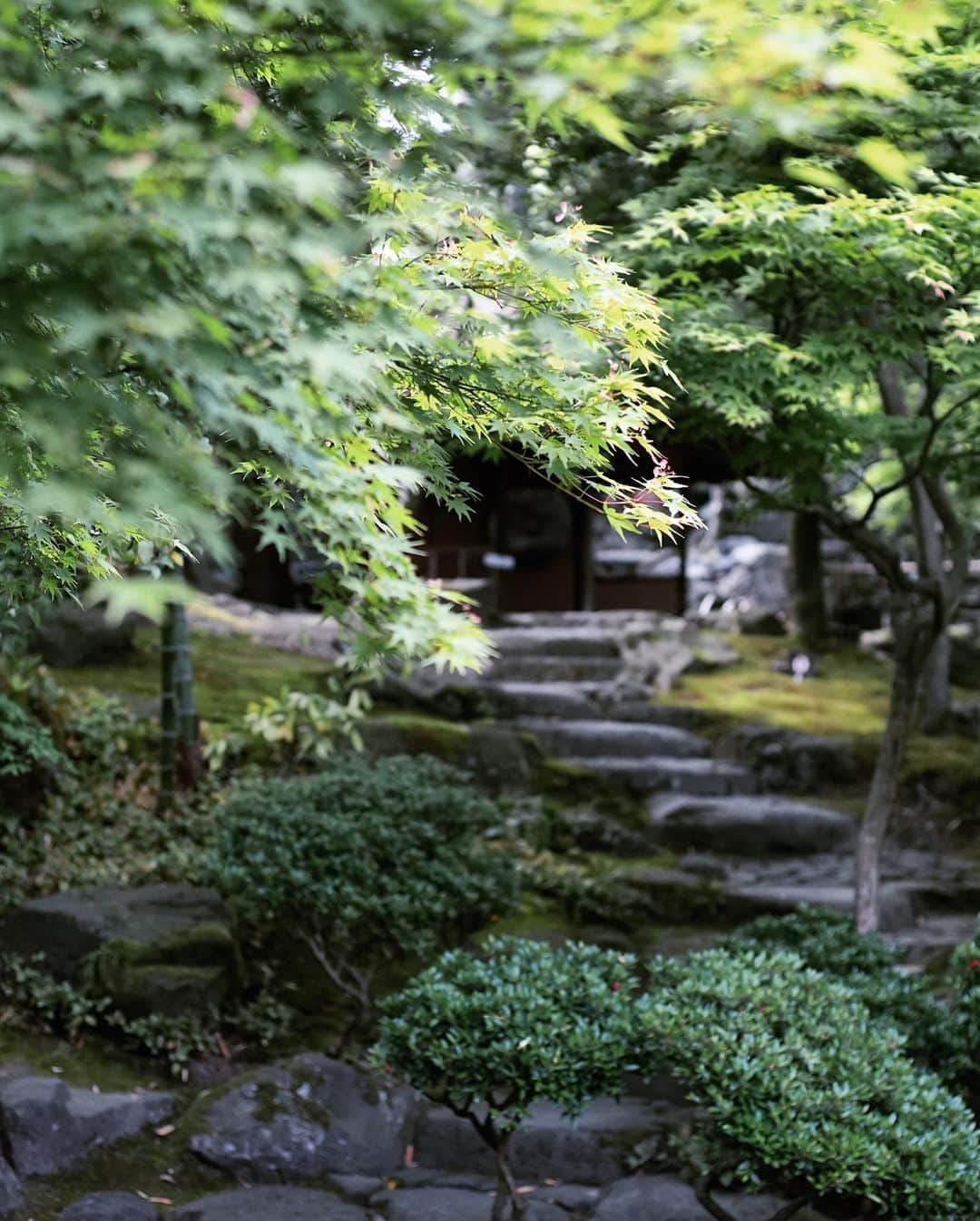 asu_chinさんのインスタグラム写真 - (asu_chinInstagram)「庭🌲🍃🌿  綺麗だけど、、 やっぱり作られた庭より  無機質な自然の🌲の方が良いなぁと思った日だった」5月15日 9時05分 - asu_chin