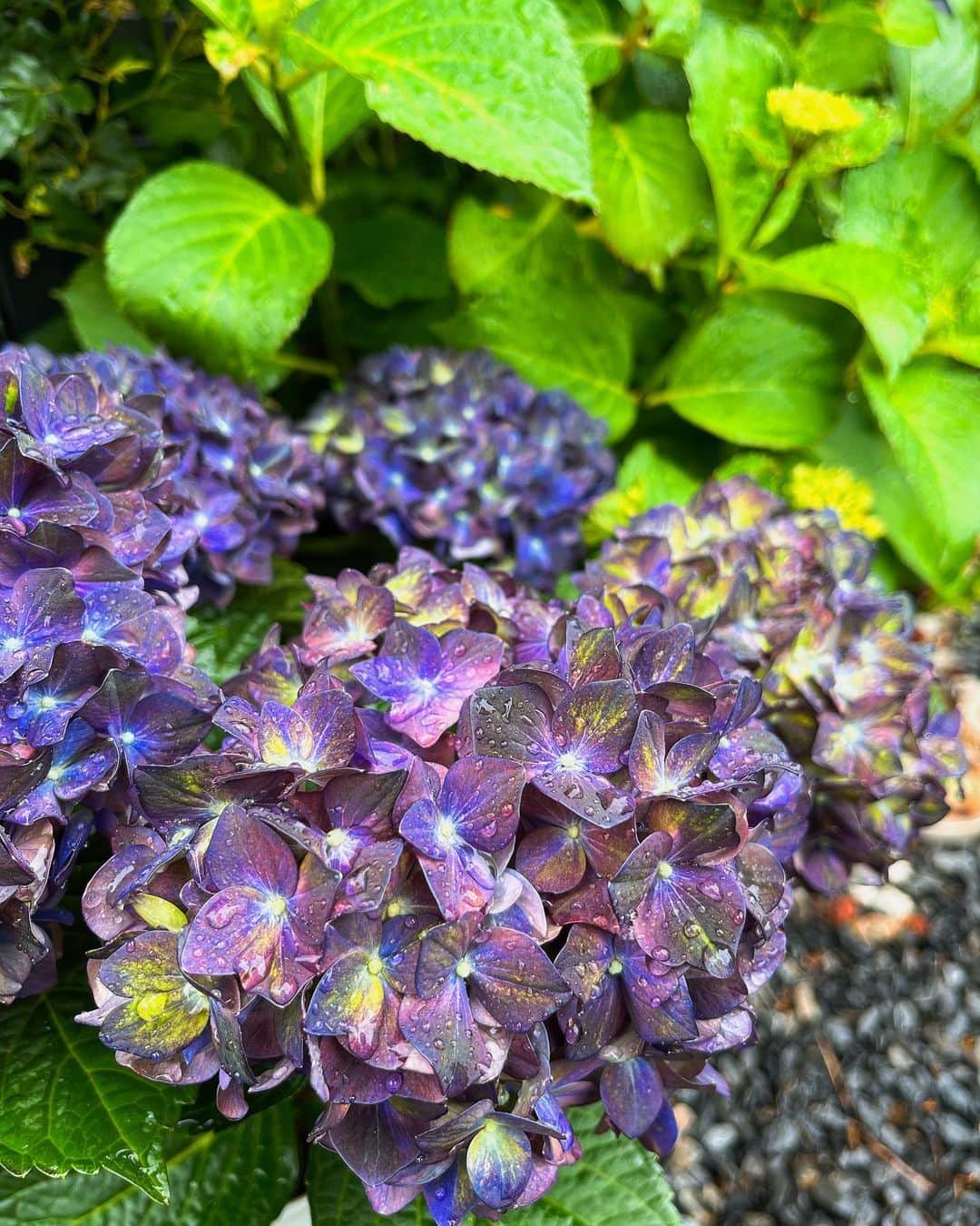kinaxのインスタグラム：「. good morning(๑′ᴗ‵๑)☔️in Japan, and good afternoon, good evening, good night for world friends!  今日も雨でちょっと肌寒いね🌂 しばらくイベント続きだったので 久しぶりに、たいした予定がない日🗓✨ うぇーい。  そんなこんなで 昨日の母の日に、こどもたち&パパに 紫陽花をプレゼントしてもらいました💠  今年は #マジカルチョコレートブルー かわいいー✨嬉しいな(๑′ᴗ‵๑) 大事に育てます🌿  ありがとう✨  さてさて 雨降りだけど、小雨なので 畑のメンテに行ってきまーす🌿  みんなも素敵な1日を✨  #紫陽花 #マジカルチョコレート #紫陽花マジカルシリーズ  #どこに植えよう #紫陽花 #花が好き 2023/05/15」