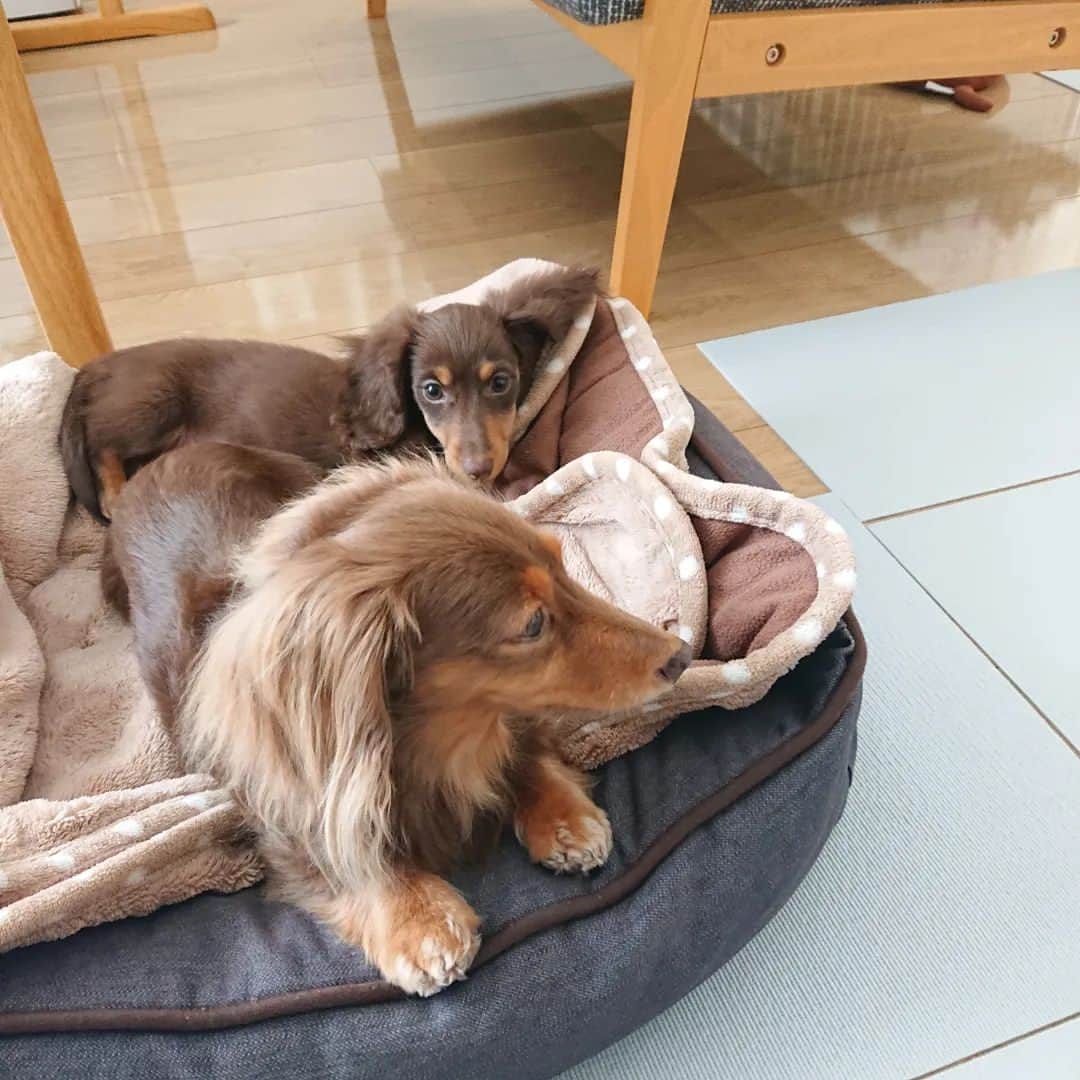 くるみんのインスタグラム：「* トレーナーさんのアドバイスを受け、2ワンが一緒の時間をもっと増やしたら急に近づけるようになった  今まで、ひまりがケージの中だけでは体力が有り余っていた様子。程よく疲れるようになって、2ワンでまったり過ごす時間ができました！  そして‼️何とインスタグラムでひまりの同胎の姉妹と繋がることができました！お互いの成長を見られるって素敵ですね😆 * #カニンヘンダックスの日常 #カニンヘンダックスフンドの日常 #カニンヘンダックスフンド #カニンヘンダックスフント #カニンヘンダックスフンドチョコタン #カニンヘン #カニンヘンダックス #カニンヘン多頭飼い #カニンヘンの会 #チョコタンダックスフント #チョコタンダックスフンド #チョコタンダックス #チョコタン #ダックス多頭飼い #ダックスフントカニンヘン #ダックスフント #ダックスフンド #ダックス #ダックスフンドカニンヘン #ダックス部 #ダックス短足部 #レインボーシャワーケネル #いぬすたぐらむ #短足部 #dachshund #dachs #dog #dogstagram #todayswanko #instagramdogs」