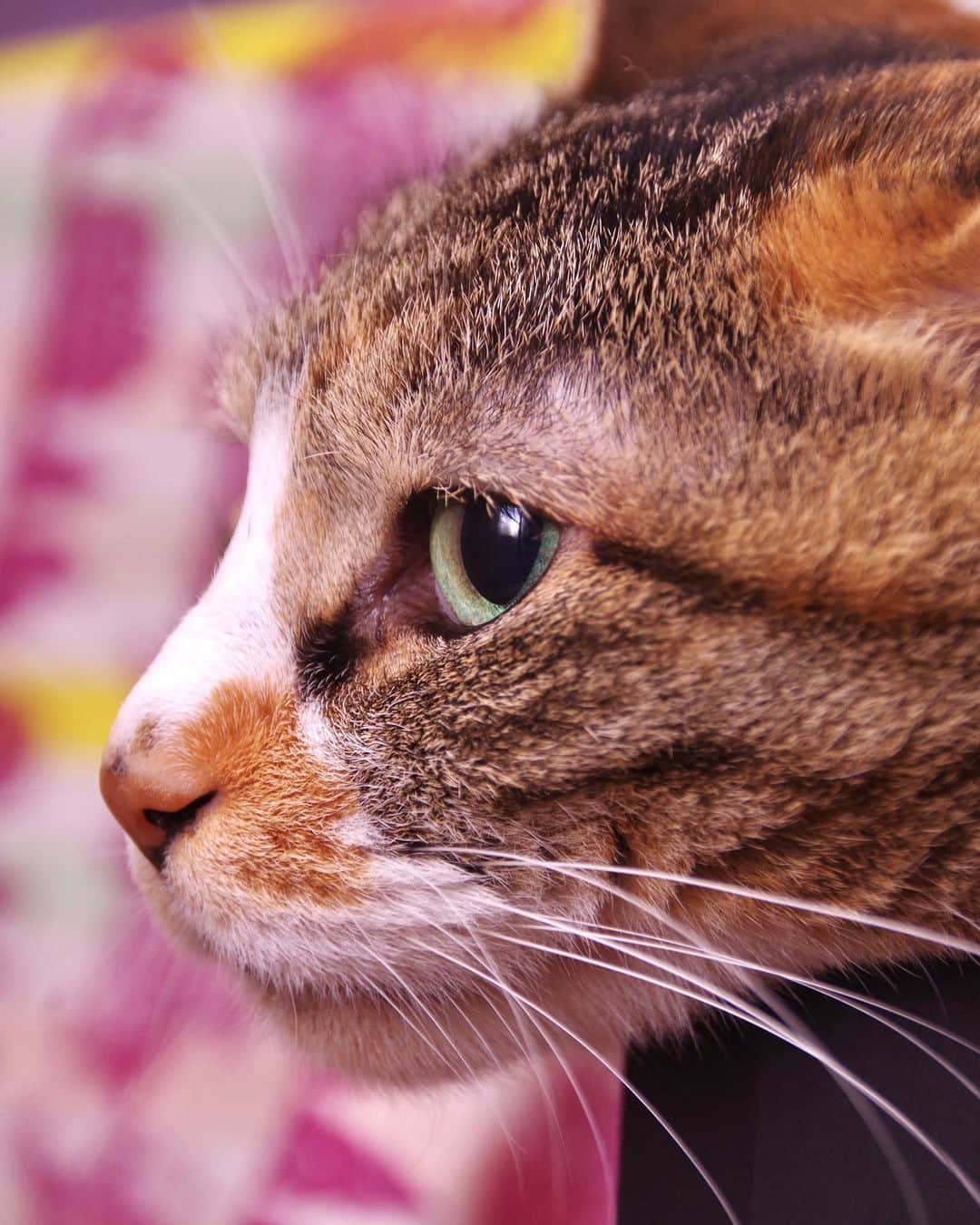Kachimo Yoshimatsuのインスタグラム：「タレ活  #うちの猫ら #猫 #castella #ねこ #ニャンスタグラム #にゃんすたぐらむ #ねこのきもち #cat #ネコ #catstagram #ネコ部 http://kachimo.exblog.jp」