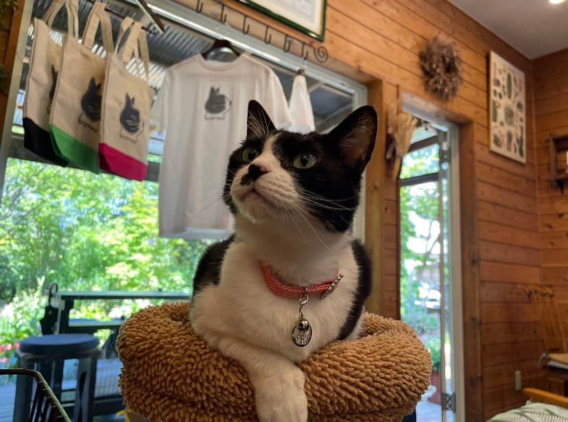のインスタグラム：「.  ＼#それパク投稿部📝／  【📸オフショ】 ふわカフェ🐈 亜季×教授🥼 熊井✖又坂 6話ゲストの学生たちと👉😊🤏  【🎥本編切り抜き】 第6話先出し本編を5本！  【🎥お知らせ】 5分でわかる5話🍶 最新15秒PR  #それってパクリじゃないですか？ #それパク」