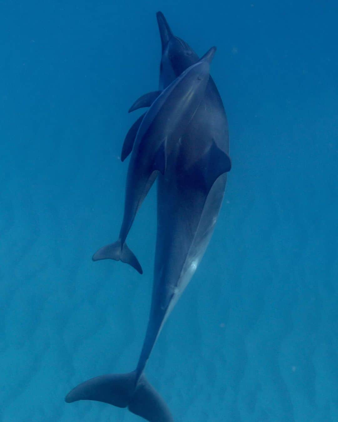 And Youさんのインスタグラム写真 - (And YouInstagram)「We wish you a happy Mother’s Day! Be sure to give your mom some extra love today and remind her how much you love her! 🥰  #dolphinsandyou #mothersday #dolphins」5月15日 10時51分 - dolphinsandyou