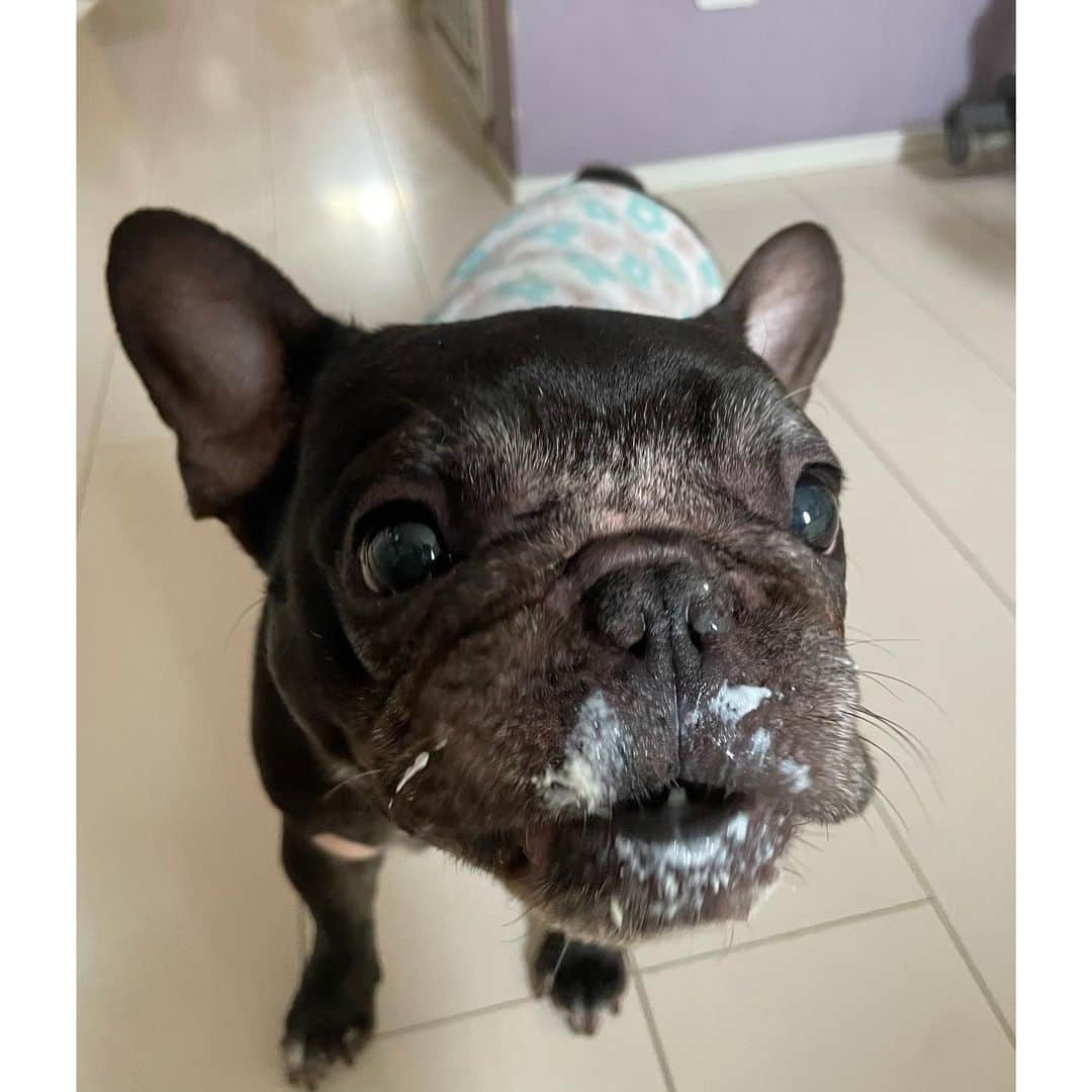 のインスタグラム：「もっちゃんはヨーグルト食べました   #おいもちゃん  #frenchbulldog  #フレンチブルドッグ」