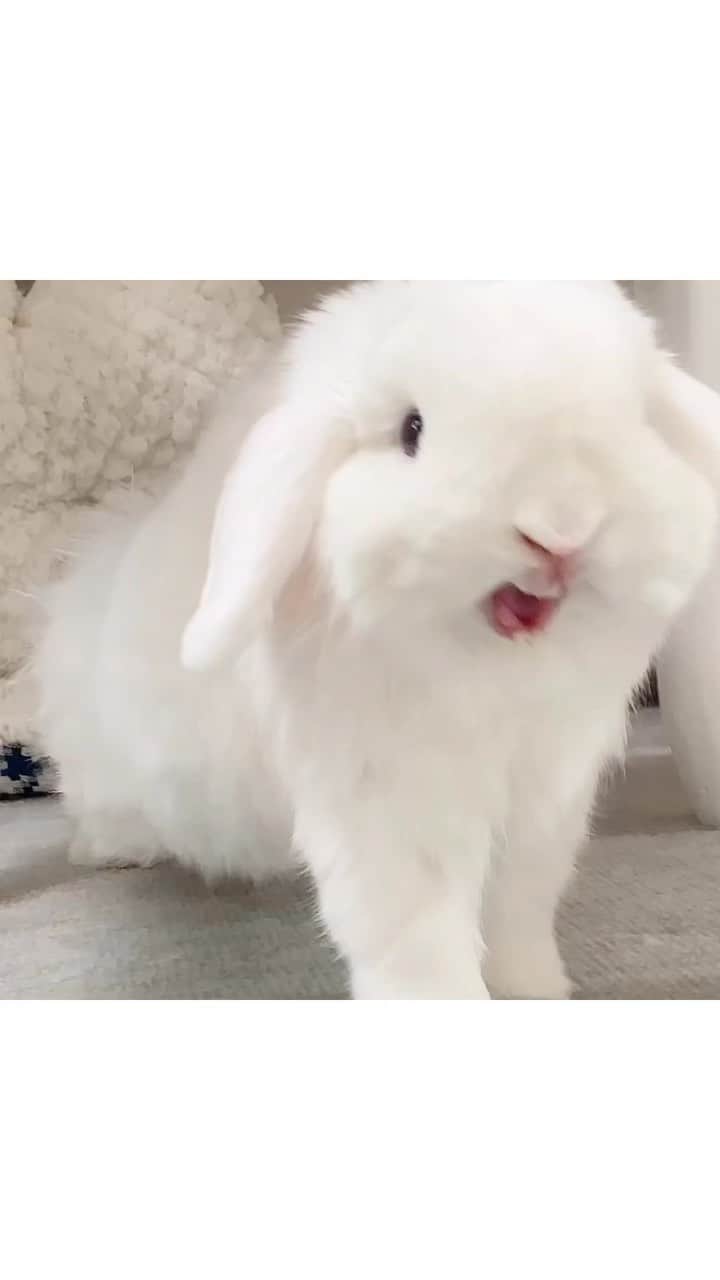 岩田陽菜のインスタグラム：「ずっと撮影したかったあくびの瞬間撮れた！🥹🤍」