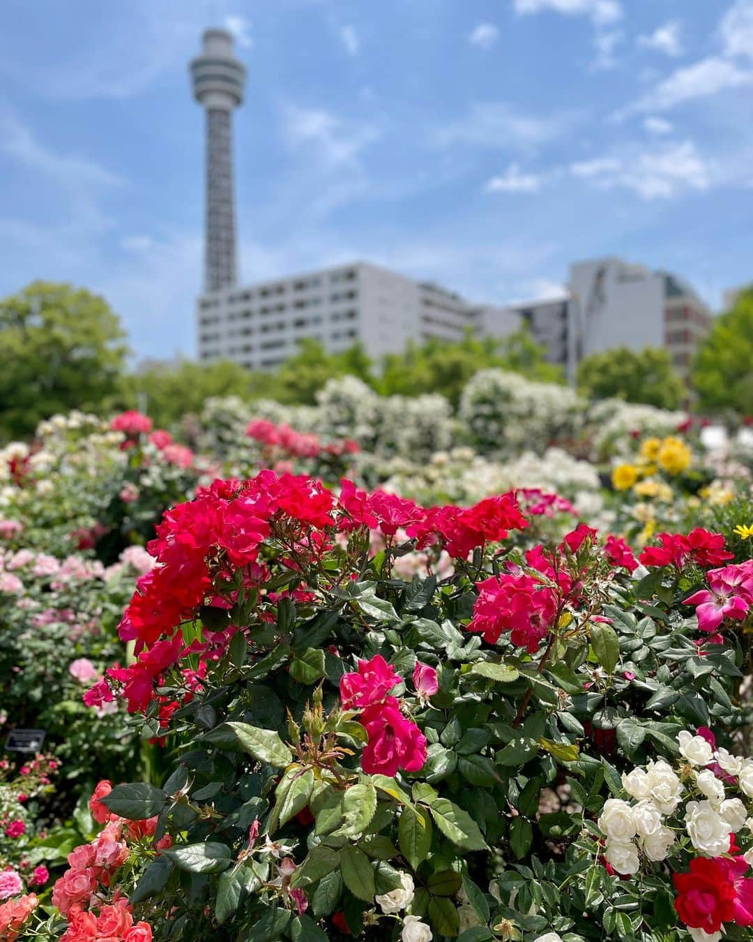 此ノ木よしるのインスタグラム：「横浜の🌹も今がピークかな  #yokohama #横浜 #山下公園 #山下公園バラ園 #イタリア山庭園」