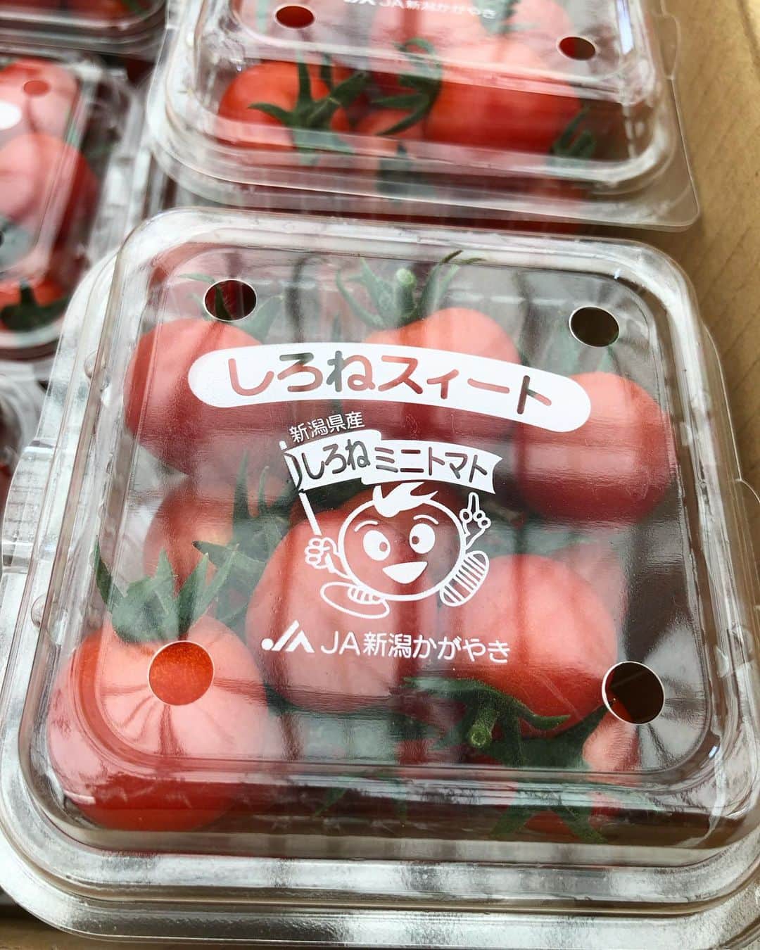 関根苑子さんのインスタグラム写真 - (関根苑子Instagram)「太陽の恵み🍅 甘くて、ほどよい酸味もあって… 最高です！🤍 . きょうは、 新潟市南区白根地域の特産品 ミニトマト・ミディトマトを 取材しました。 真っ赤な見た目からも分かる 濃い味…！！ 美味しいトマトを届けようと 生産者の皆さんが 丹精込めて作られているのが よ〜く分かります✨ 週始めから 元気の出る取材でした🌞 . #BSNニュースゆうなび　#ゆうなび　#新潟　#新潟市南区 #新潟市南区白根 #キャスター#アナウンサー#関根苑子　#関根の取材めも」5月15日 21時26分 - sonoko_sekine_bsn