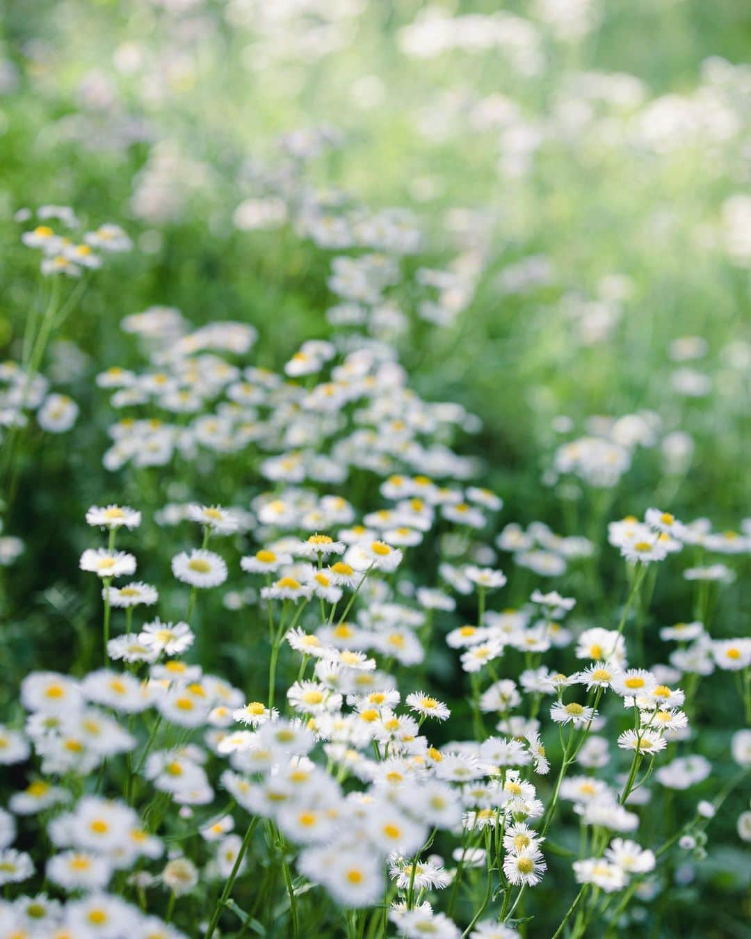 増田由希子さんのインスタグラム写真 - (増田由希子Instagram)「Philadelphia fleabane ( Erigeron philadelphicus)🌼 #windflowers #daisy #cornflower 「ハルジオン（春紫苑）」の群生。 花言葉「追想の愛」  道端や空き地でよく見かけるこの花に、ハルジオンという素敵な和名を与えたのは、牧野富太郎博士。  #春紫苑　#矢車草 #雑草」5月15日 21時43分 - nonihana_