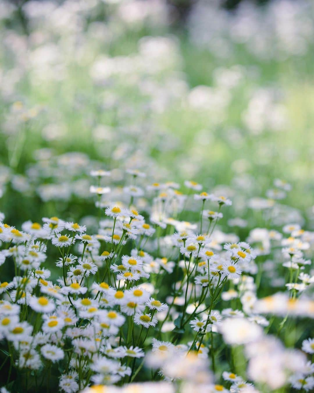 増田由希子のインスタグラム：「Philadelphia fleabane ( Erigeron philadelphicus)🌼 #windflowers #daisy #cornflower 「ハルジオン（春紫苑）」の群生。 花言葉「追想の愛」  道端や空き地でよく見かけるこの花に、ハルジオンという素敵な和名を与えたのは、牧野富太郎博士。  #春紫苑　#矢車草 #雑草」