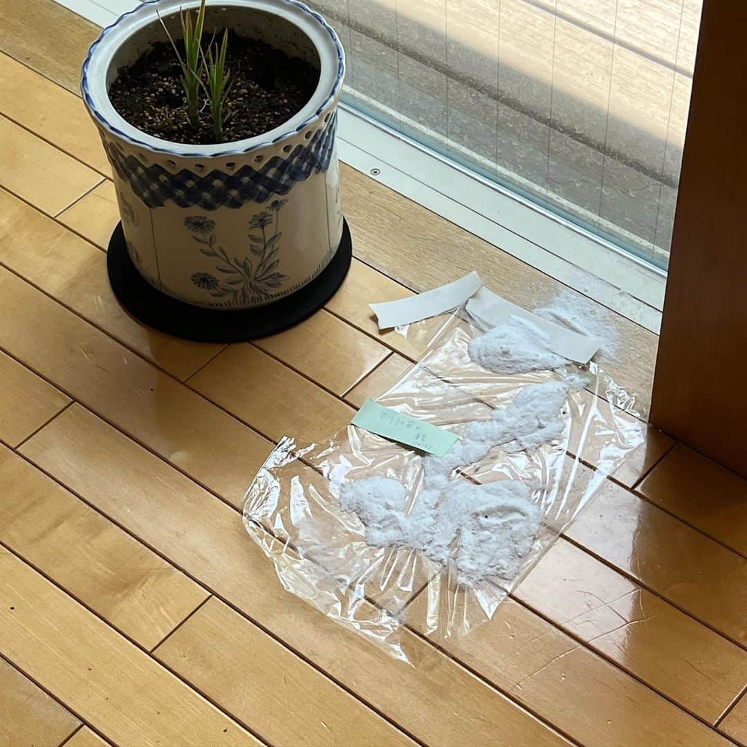 大竹しのぶさんのインスタグラム写真 - (大竹しのぶInstagram)「先週の、朝日新聞のコラム“まあいいか”に書いた謎の白い粉の写真です。 一週間の大阪公演に行く前、一度寒い１月に枯らしてしまったけどまた新しい芽を出して必死に生きてるグリーンたちの水やりを頼んだ私。 キチンとやってくれていて無事だったのですが帰ったら側に謎の粉が。な、な、何なんだあ？  よく見ると 「アリ対策用重曹」とメモ書きが。  留守中三つの植木を守ってくれた息子に問うと、小さい蟻が何匹かいたので、対応策を探したら、お砂糖と重曹を混ぜて置いておくと、［ここは危険⚠️］と察知して来なくなるそうな。 ほほぅと、私はただただ感心するばかり。 蟻がたまにいるなぁとは思っていたけど😅  「あっ、重曹の場所よくわかったね」と聞いたら（何しろ彼は家事はしないのです） 前にストックの洗剤探してて、（お茶碗くらいは洗います） どっかで重曹の文字を見たのを覚えていたからと。  またまたほほぅと。  家の用事は無限にあるものです😅  #GYPSY #大竹しのぶ」5月15日 21時44分 - shinobu717_official