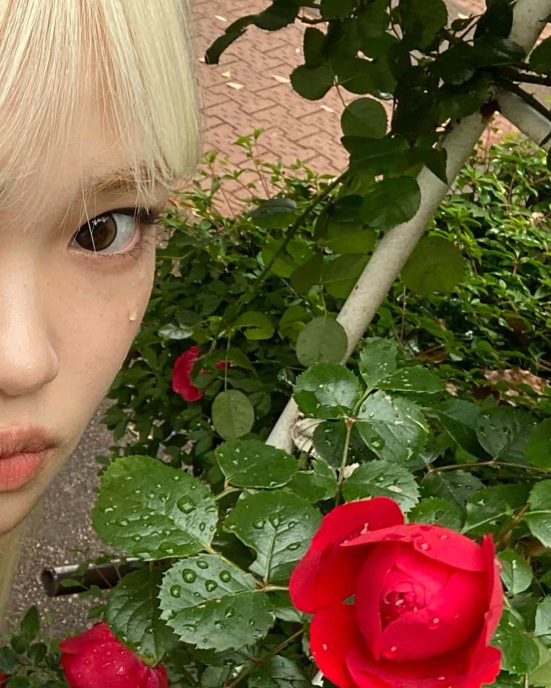 川端結愛のインスタグラム：「Tear of roses🌹💧 薔薇の涙がついたよ」