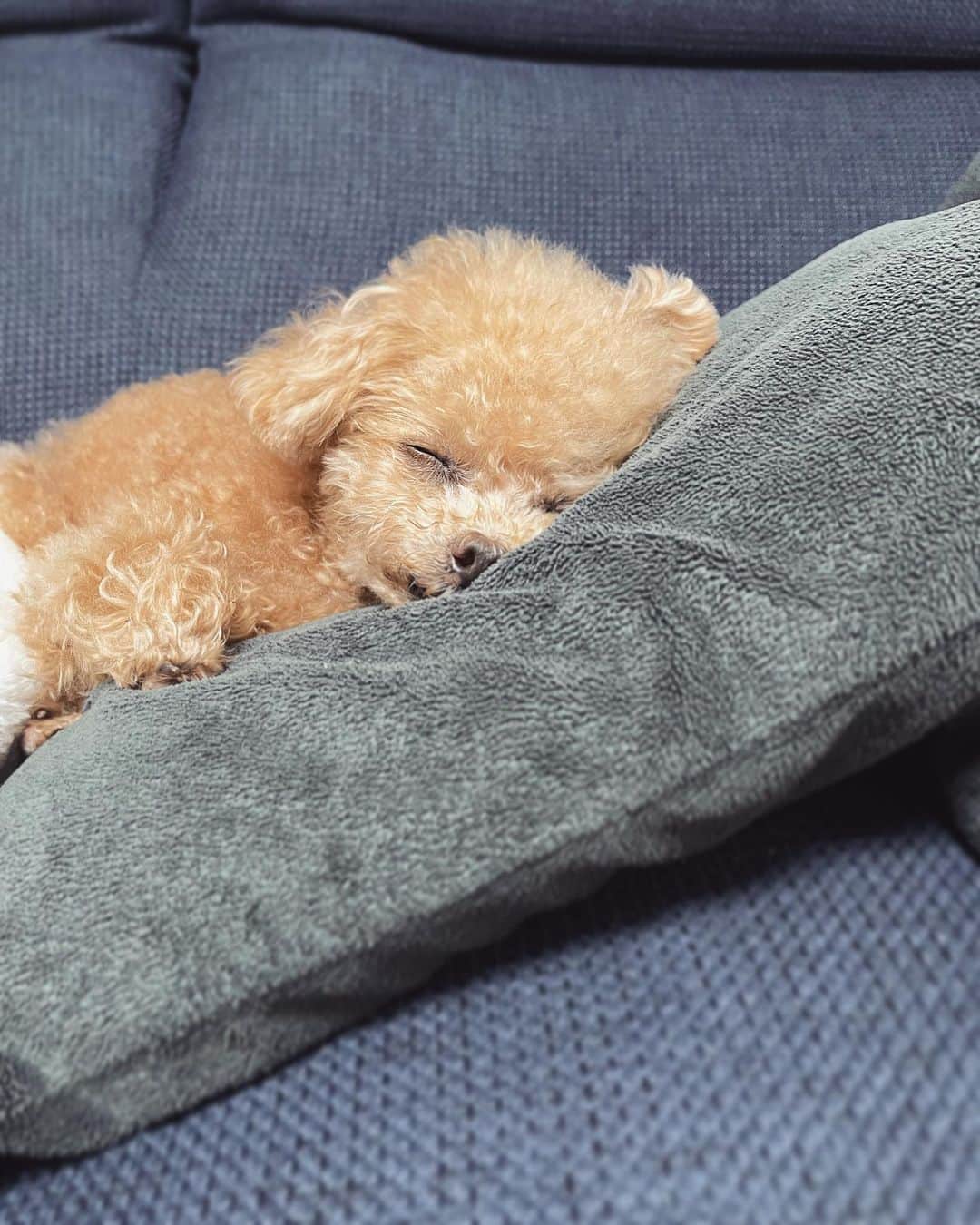 ふわのインスタグラム：「今日もあめ〜 最強寝顔でお昼寝ちう。  #toypoodle#toypoodlegram#dogsofinstagram#instadog#doglover#doglife#cutedog#dog#fuwamama#ふわ#ふわもこのふわ#トイプードル#ふわもこ部#犬バカ部#親バカ部#犬のいる暮らし#いぬすたぐらむ#最強寝顔」