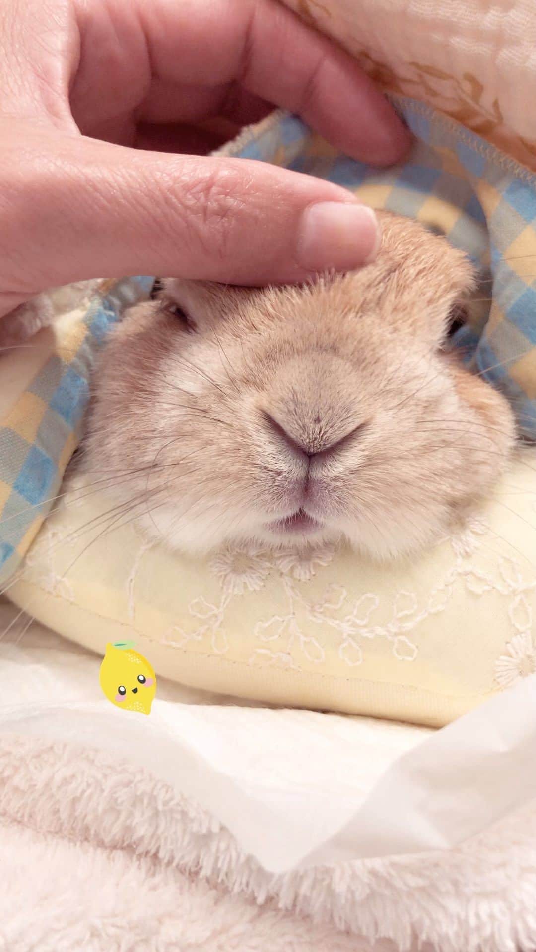 yun.ゆんのインスタグラム：「lemon.🍋 マッサージは毎日してくだちゃいね。♡  エンセ発症してからずいぶん回復してます。😆 応援、元気玉のおかげだと思う。。 本当にありがとうございます🙏✨  レモンは毎日ペットシートを敷いてこのレモンクッション🍋に包まれてマッサージを受けるのが日課なんですが、大体の確率でチッコしてる。。😂 お膝でなでなでされてる時はしないのに… このレモンクッション🍋の時はしていい！と、思ってるよう。😂  マッサージは体全体をゆーーっくり、お耳の後ろなんかは喜びます。👋  ちっこマンにぴったりのクッションに感謝です💗🥰 @usaginotora  #うさぎno介護用品オーダーメイド   ♪ ♪ ♪  #エンセファリトゾーン  #うさぎ#ウサギ#ネザーランドドワーフ#ZIP写真部#レモン#ふわもこ部#マーチ#多頭飼い#花岡ラビトリー #rabbits#rabbitsofinstagram #rabbitstagram #petstagram #instapet#cutepetclub #instarabbit  #bunnylove #lapin #pecotv #WeeklyFluff #netherlanddwarf」