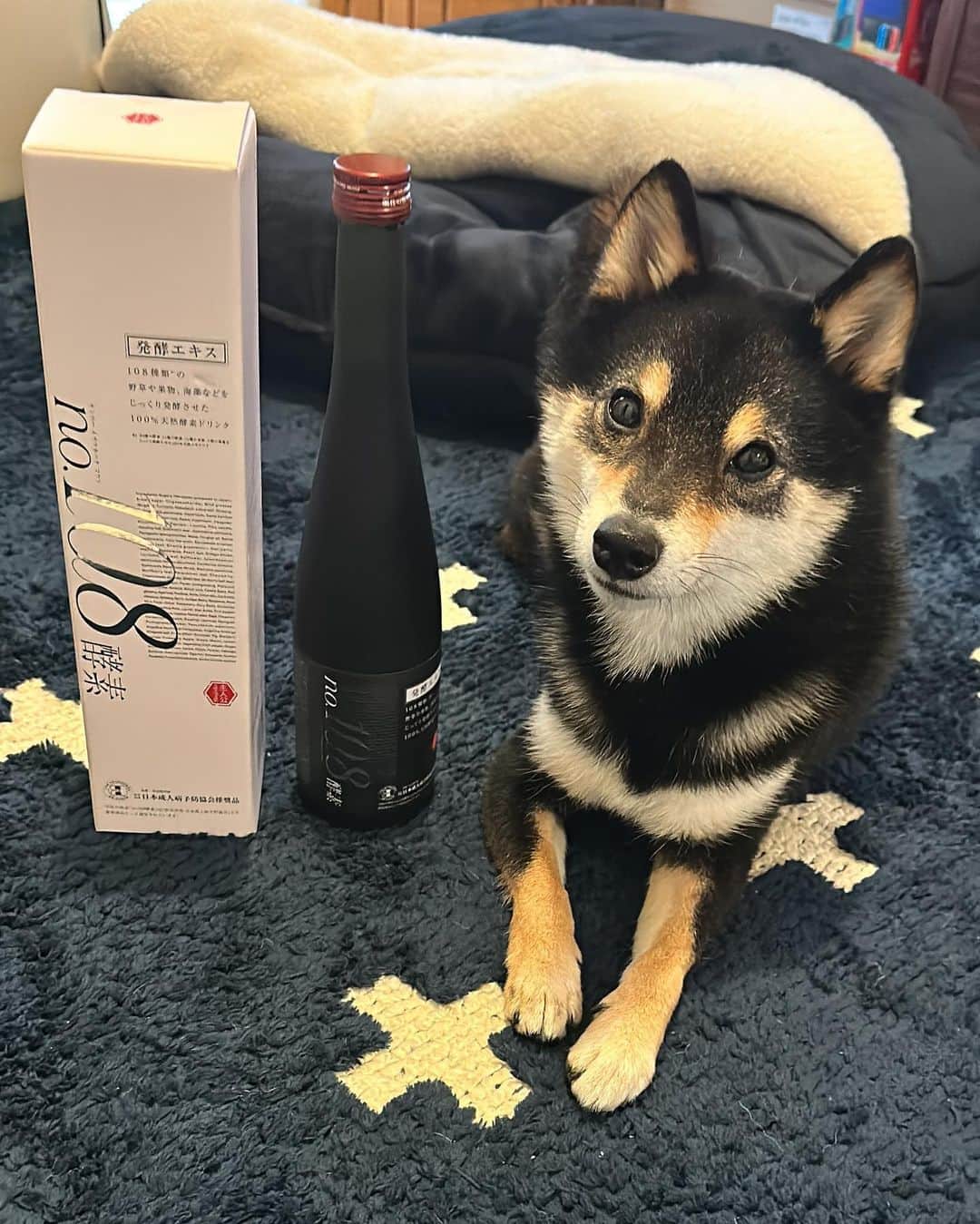 岩瀬玲のインスタグラム：「🎈インスタライブのお知らせ🎈  19日20時より @shujinko_wellbeing さんの インスタライブに出演させてもらいます🩵  もともと酵素ドリンクはあまり好きじゃなかったけど @shujinko_wellbeing の発酵酵素の酵素ドリンクを飲んだら すごくて大好きになり出演させてもらうことになりました🩵🩵  開発したゆきちゃん @essence_yuki_himari  とのライブになります  今回は2回目のライブになりますが 前回が楽しすぎて 今までやったインスタライブで1番楽しかったー🥰  ぜひぜひ みにきてくださーい  @shujinko_wellbeing のアカウントからなのでフォローお願いしまーす  #インスタライブ #告知 #発酵」