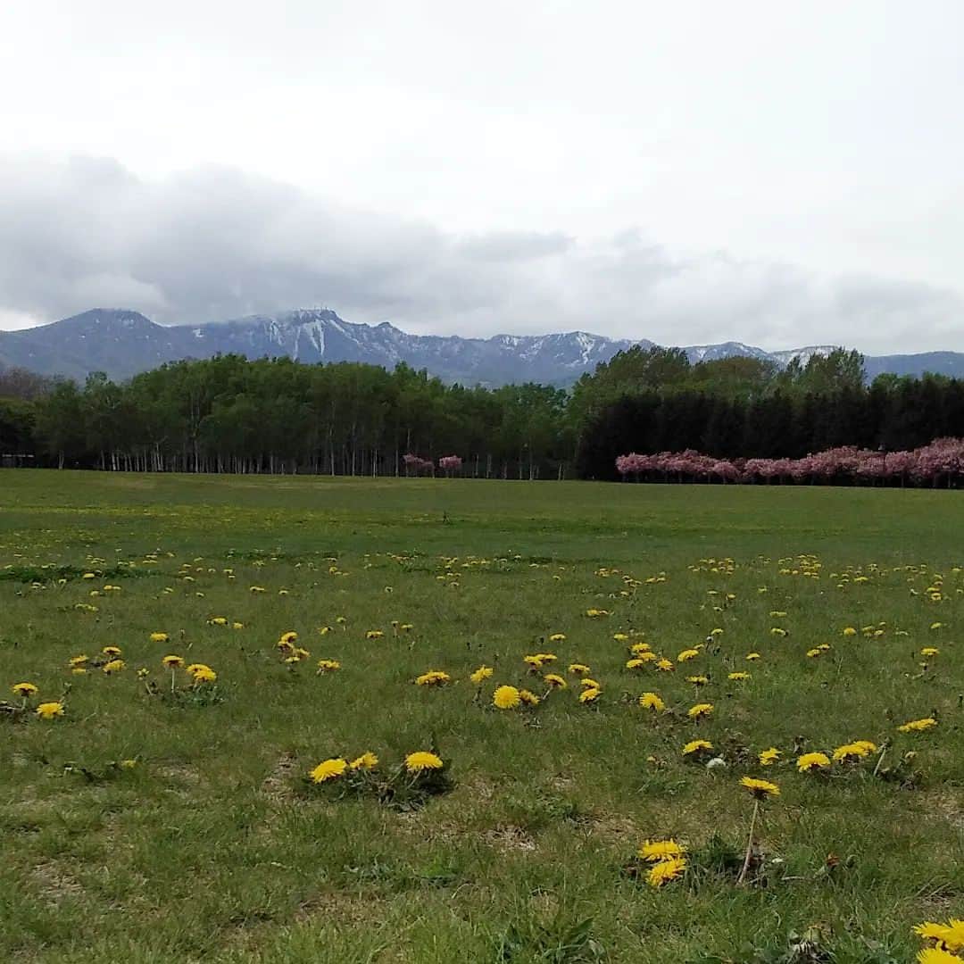 HBC北海道放送アナウンス部さんのインスタグラム写真 - (HBC北海道放送アナウンス部Instagram)「⁡ HBCアナウンサーの加藤雅章です。⁡ ⁡ 今日はお休みなので、午前中ジョギングをしました。その途中で出会った景色です。⁡ ⁡ タンポポに遅咲きの桜、新緑のはるか向こう、遠くの山肌には残雪の白。⁡ ⁡ もう少し空が青ければ最高でしたが、雨男がそれを望んではいけないでしょう。⁡ ⁡ ステキな景色に心癒されジョギングの脚も軽やかに！⁡ ⁡ …と言いたいところでしたが、この後は自宅まで強い向かい風。人生同様、甘くはありませんでした。⁡ ⁡ #HBC⁡ #HBCアナウンサー⁡ #加藤雅章⁡ #ジョギング⁡ #北海道の風景」5月15日 15時28分 - hbc_announcer