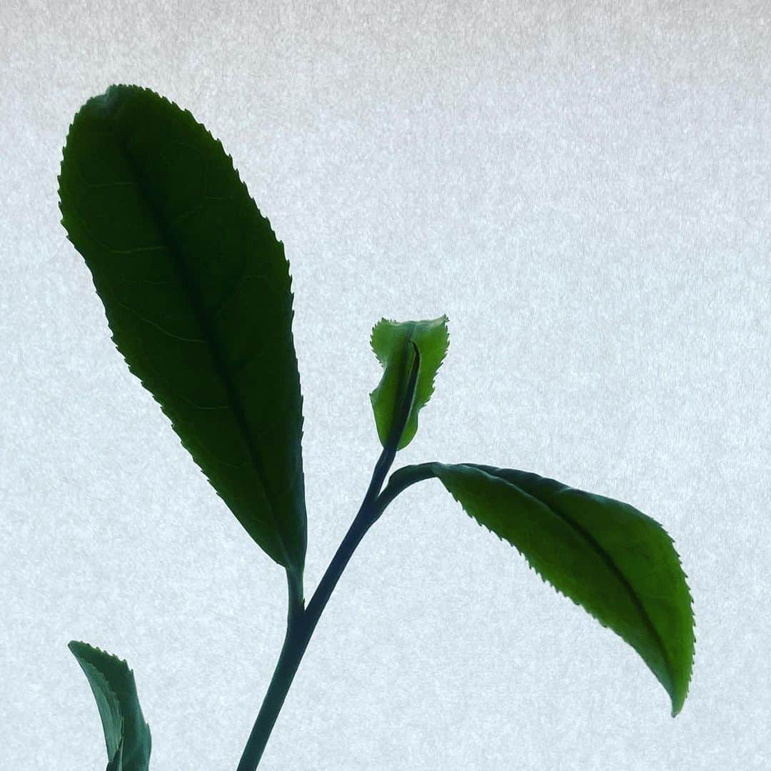 一保堂茶舗のインスタグラム