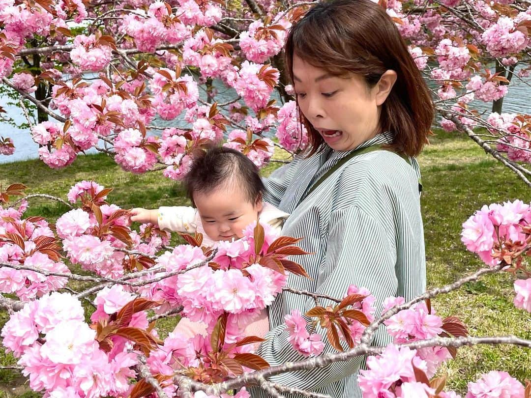 高坂友衣さんのインスタグラム写真 - (高坂友衣Instagram)「. 野木和公園でお花見🌸  今年はゴールデンウィークに 八重桜が満開でした。  赤ちゃん×ポメラニアン どっちもとってもかわいい。」5月15日 16時29分 - yui_kosaka828