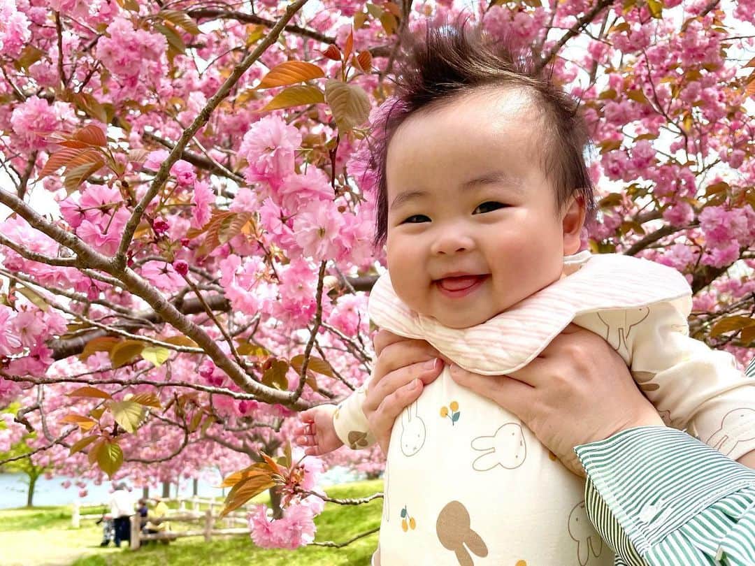 高坂友衣さんのインスタグラム写真 - (高坂友衣Instagram)「. 野木和公園でお花見🌸  今年はゴールデンウィークに 八重桜が満開でした。  赤ちゃん×ポメラニアン どっちもとってもかわいい。」5月15日 16時29分 - yui_kosaka828