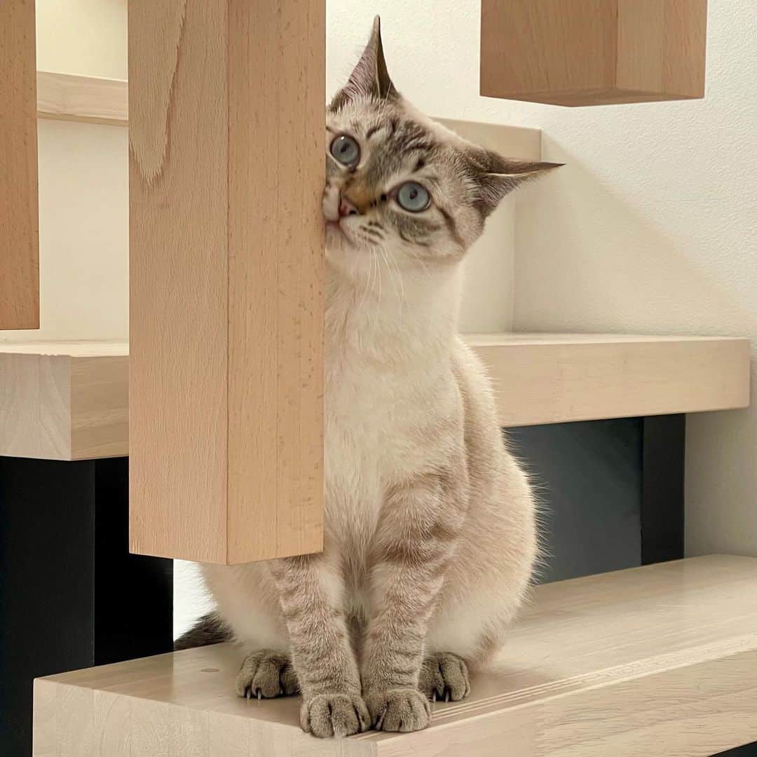 田中要次のインスタグラム：「「アンニュイってニャ〜に？」 #猫Guri #Bo_nyans #猫のいる暮らし」
