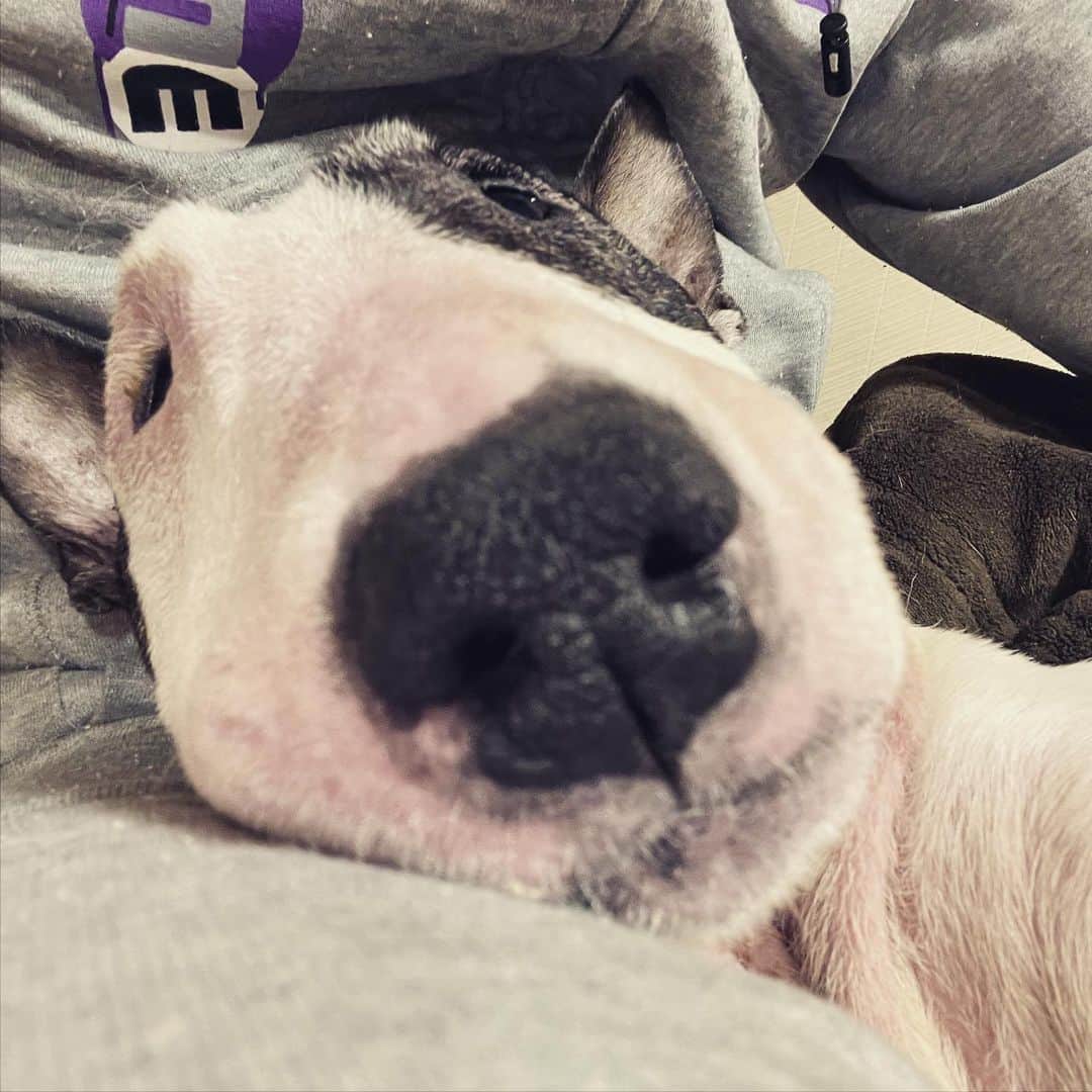 のインスタグラム：「#minituru#bull#terrier#minibullterrier#miniturubullterrier#dog#dogstagram#cute#qtaro#love#family#ミニチュア#ブルテリア#ミニチュアブルテリア#Q太郎」