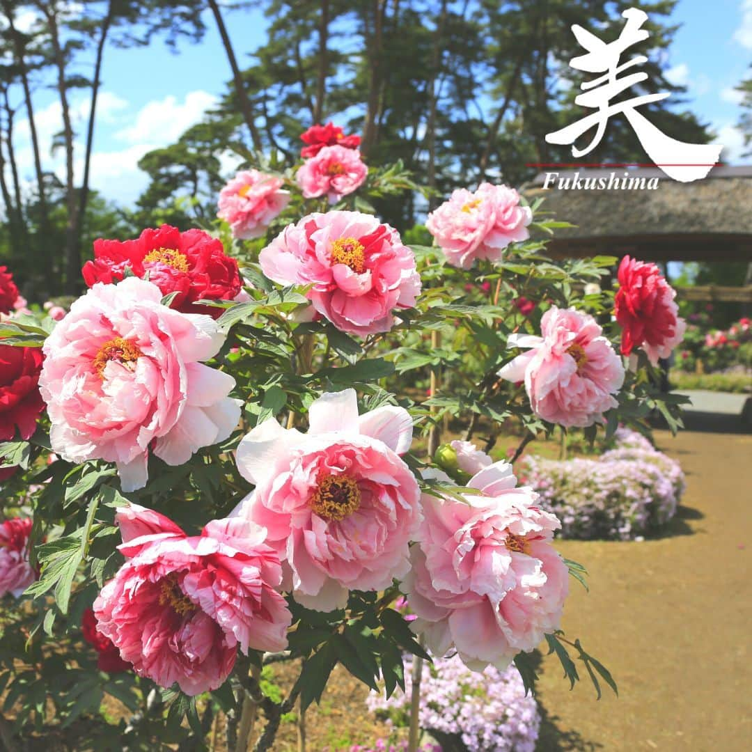 福島県さんのインスタグラム写真 - (福島県Instagram)「【須賀川牡丹園（須賀川市）】  牡丹園としては、全国で唯一、国指定名勝に登録されている須賀川牡丹園。約250年前に牡丹の根皮を薬用にするため栽培を始めたとされ、10ヘクタールの園内には290種・約7,000株もの牡丹が咲き誇ります。  日本庭園風の園内には大きな池や牡丹稲荷神社のほか、小松寅吉氏が作成した狛犬などもあり、ゆっくりと散策を楽しむこともできます。  ※写真は過去に撮影したものです。開花時期ついてはご確認の上、お出かけください。  #須賀川牡丹園 #牡丹 #国指定名勝 #須賀川市 #県中地方 #福島県 #sukagawacity #fukushima #RealizeFukushima #NotADreamFukushima #ひとつひとつ実現するふくしま」5月15日 17時00分 - realize_fukushima