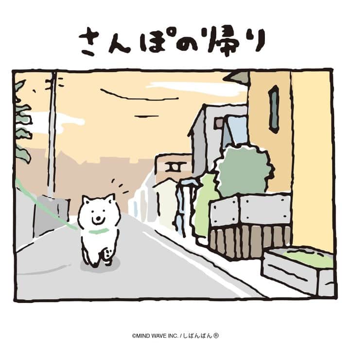 オオゴシヤステルのインスタグラム：「🟠195話🟠  さんぽの帰り  【過去マンガはこちら】 👉 #しばんばんまんが  #今日のしばんばん #しばんばん #shibanban #むちころばんばん #muchicorobanban #微笑柴犬 #マインドウェイブ #mindwave #オオゴシヤステル #柴犬 #しばいぬ #sibainu #柴犬との暮らし」