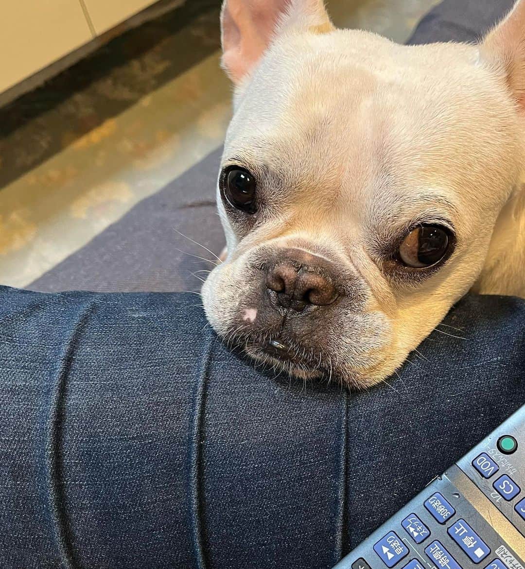 のインスタグラム：「行かないよ どこにも  #ルパン #今日はここにいるよ #フレンチブルドッグ #frenchbulldog  #frenchie」