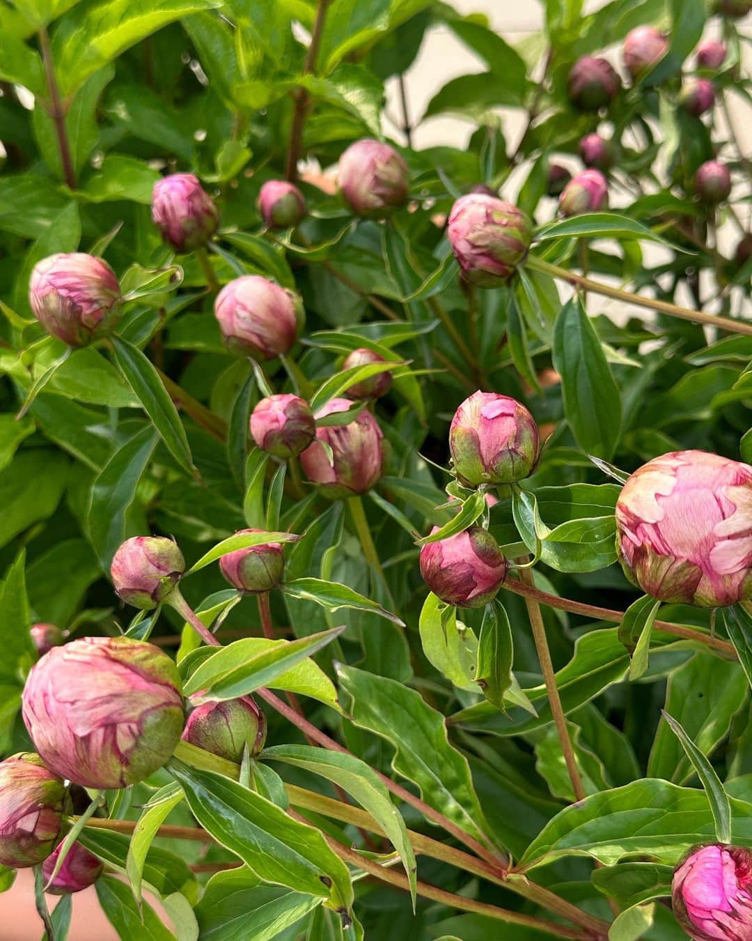 Ivyのインスタグラム：「50송이 터트릴 준비 💚 #peony」