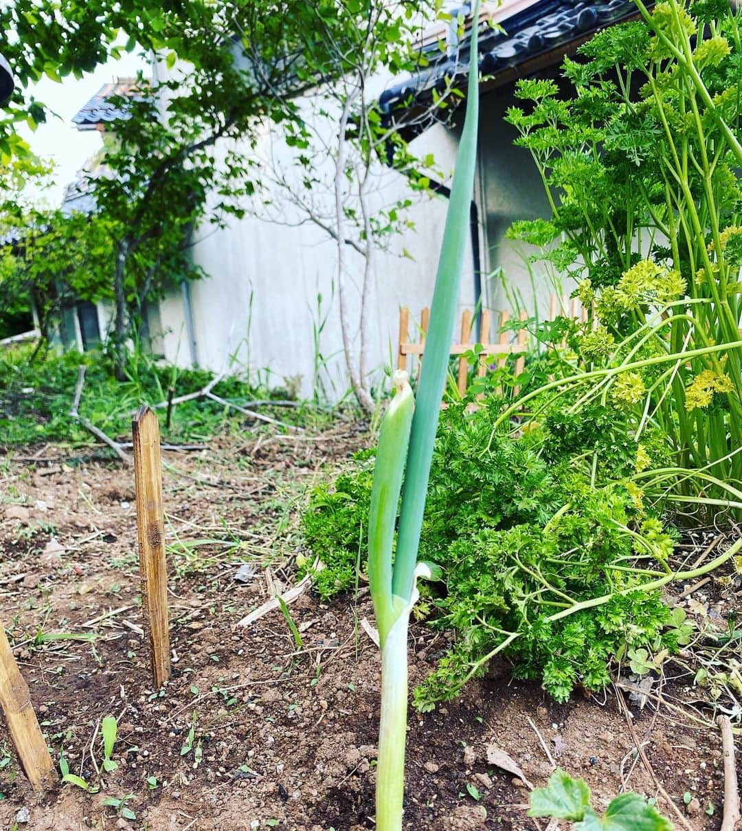 野本かりあのインスタグラム：「食べるために切ってから、そのまま植えた 「九条一遍ねぎ」が1週間でもうこんなに。  ネギは少し残しておいておけば、すぐ生えてくるからね。ネギは強いんだよ。 という、ようこばあちゃんの言ってた通り❣️ この先無限ネギ。  良い土があれば、プランターでも何でも 育てられるそうなので、やってみて‼️  #家庭菜園」