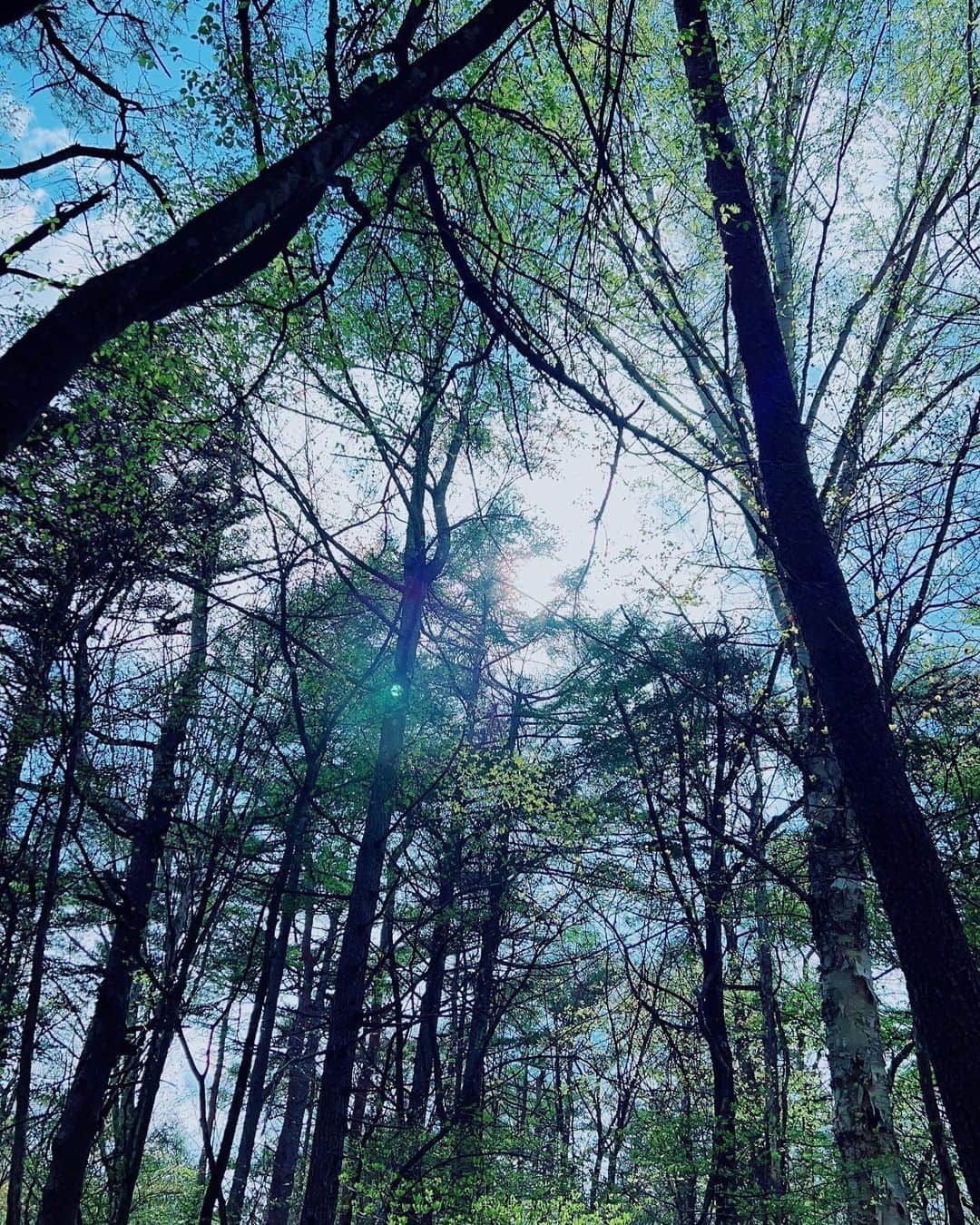 小西真奈美さんのインスタグラム写真 - (小西真奈美Instagram)「週末、森林浴days.  Weekend forest bathing.  #森林浴 #shinrinyoku  #Japan」5月15日 17時47分 - manami.official