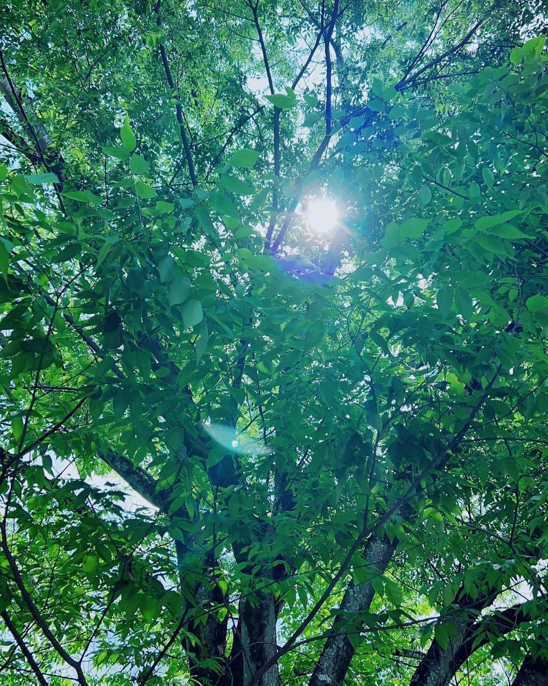 小西真奈美のインスタグラム：「週末、森林浴days.  Weekend forest bathing.  #森林浴 #shinrinyoku  #Japan」