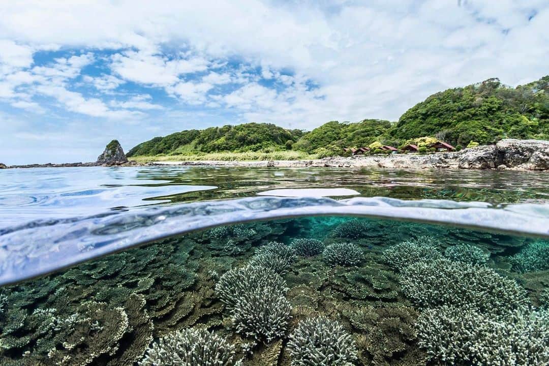 Visit Wakayamaのインスタグラム：「. Under the sea! Wakayama is one of Japan's premier diving spots. With coral reefs, tropical fish and clear water, Kushimoto is a must-visit location for diving and snorkeling. 📸 @divezest 📍 Kushimoto, Wakayama」