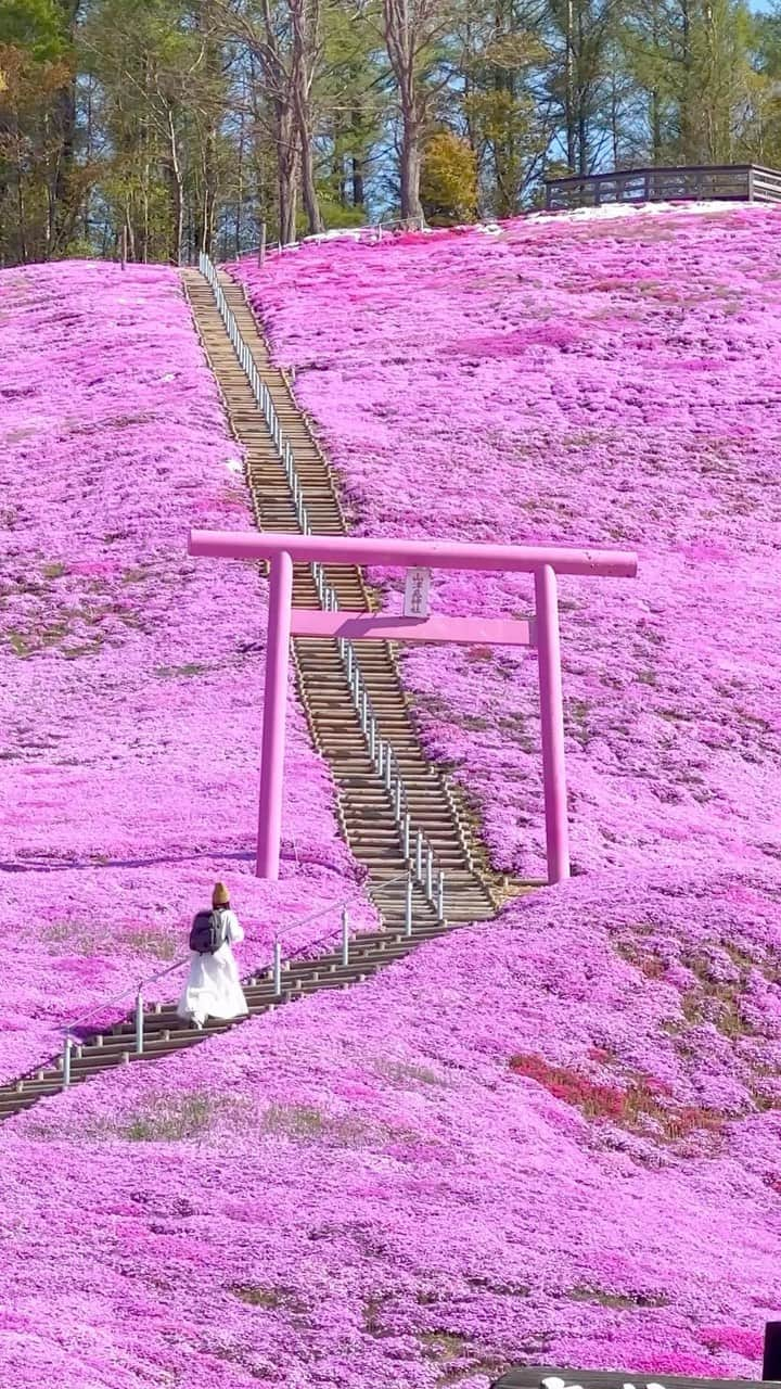 詩歩のインスタグラム：「📷 13rd May 2023 📍北海道 ひがしもこと芝桜公園 / Higashimokoto Shibazakura Park, Hokkaido Japan  どこまでも広がるピンク色の絨毯と、ポツンと佇む山津見神社の鳥居。ここは北海道の東部、大空町にある #ひがしもこと芝桜公園 です。  10haもの面積に広がる芝桜は、なんと一人の農家さんによってたった1株から始まったもの。  抜けるような青空と眩しいくらいのピンク色の組合せは、思わず何度も「キレイ〜」とつぶやいちゃったほどでした。  2023年の見頃はまだ続きそうです！開花情報は公式アカウント @shibazakura_kouen でCHECKしてみてね🌸   写真もたくさん撮ったので、また改めてご紹介します☺  北海道の投稿はこのタグでまとめています / Posts of this area can be found in this tag.→ #shiho_hokkaido   An endless pink carpet and a pink shrine torii gate. This is #HigashimokotoShibazakuraPark in Ohzora Town, Hokkaido. Surprisingly this 10 hectares of shiba-zakura( #creepingphlox #mossphlox ) flower fields were started by a one local farmer with only one plant. The combination of the clear blue sky and the dazzling pink color made me mumble “beautiful” over and over again. The best season in 2023 is still to come! Please check the official account for information.   Thank you! @k_ng46   ©︎Shiho/詩歩」