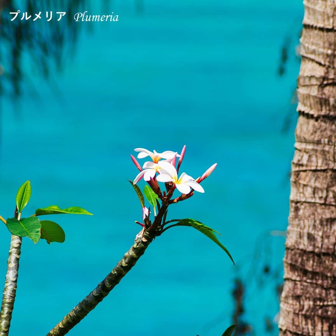 ホテルムーンビーチさんのインスタグラム写真 - (ホテルムーンビーチInstagram)「5月11日、可憐な花々たち。 ホテル内ブルームーンチャペル周辺は、可憐な花々が咲く隠れたフォトスポット。 皆さまもご滞在中にカメラやスマートフォン片手に散策してみませんか？  Pretty Flowers May 11,2023 The area around the hotel's Blue Moon Chapel is a hidden photo spot filled with pretty flowers. Why not take a stroll with your camera or smartphone in hand during your stay?  #ザムーンビーチミュージアムリゾート #ムーンビーチ #リゾート #沖縄 #沖縄観光 #沖縄ビーチ #沖縄旅行 #恩納村 #沖縄好き #沖縄好きな人と繋がりたい #旅行好きな人と繋がりたい #リゾート好きな人と繋がりたい #旅行 #japan #okinawa #themoonbeachmuseumresort #okinawabeach #okinawatrip #onnason #visitjapanjp #hotelmoonbeach #moonbeach」5月15日 18時05分 - themoonbeachmuseumresort