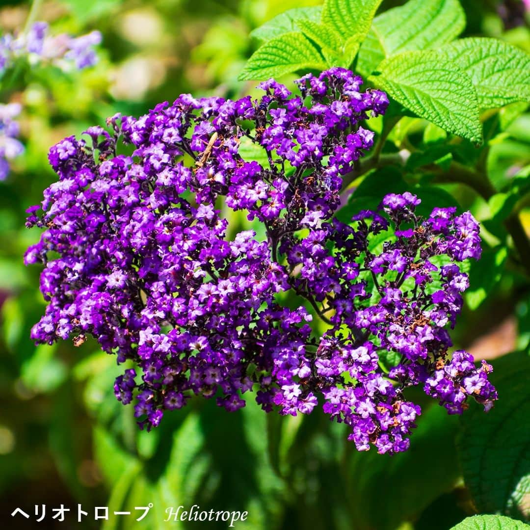 ホテルムーンビーチさんのインスタグラム写真 - (ホテルムーンビーチInstagram)「5月11日、可憐な花々たち。 ホテル内ブルームーンチャペル周辺は、可憐な花々が咲く隠れたフォトスポット。 皆さまもご滞在中にカメラやスマートフォン片手に散策してみませんか？  Pretty Flowers May 11,2023 The area around the hotel's Blue Moon Chapel is a hidden photo spot filled with pretty flowers. Why not take a stroll with your camera or smartphone in hand during your stay?  #ザムーンビーチミュージアムリゾート #ムーンビーチ #リゾート #沖縄 #沖縄観光 #沖縄ビーチ #沖縄旅行 #恩納村 #沖縄好き #沖縄好きな人と繋がりたい #旅行好きな人と繋がりたい #リゾート好きな人と繋がりたい #旅行 #japan #okinawa #themoonbeachmuseumresort #okinawabeach #okinawatrip #onnason #visitjapanjp #hotelmoonbeach #moonbeach」5月15日 18時05分 - themoonbeachmuseumresort