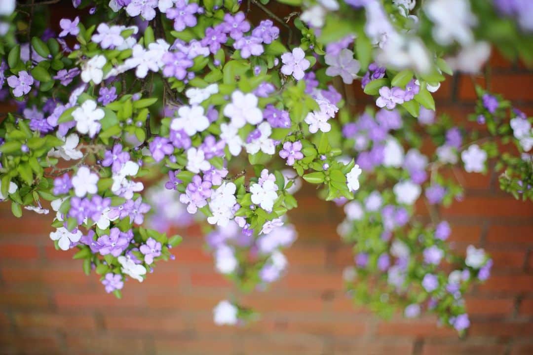 kiccyomuのインスタグラム：「☁️ 2023.05.15 Mon #谷津バラ園  パープル系の いろんな色の花が咲く #ニオイパンマツリ 📸 この名前で、合ってますかね？  すごく甘い香りのする花で 春を感じます🤗  location #千葉 ❣️ 📷撮影 2023年5月12日」