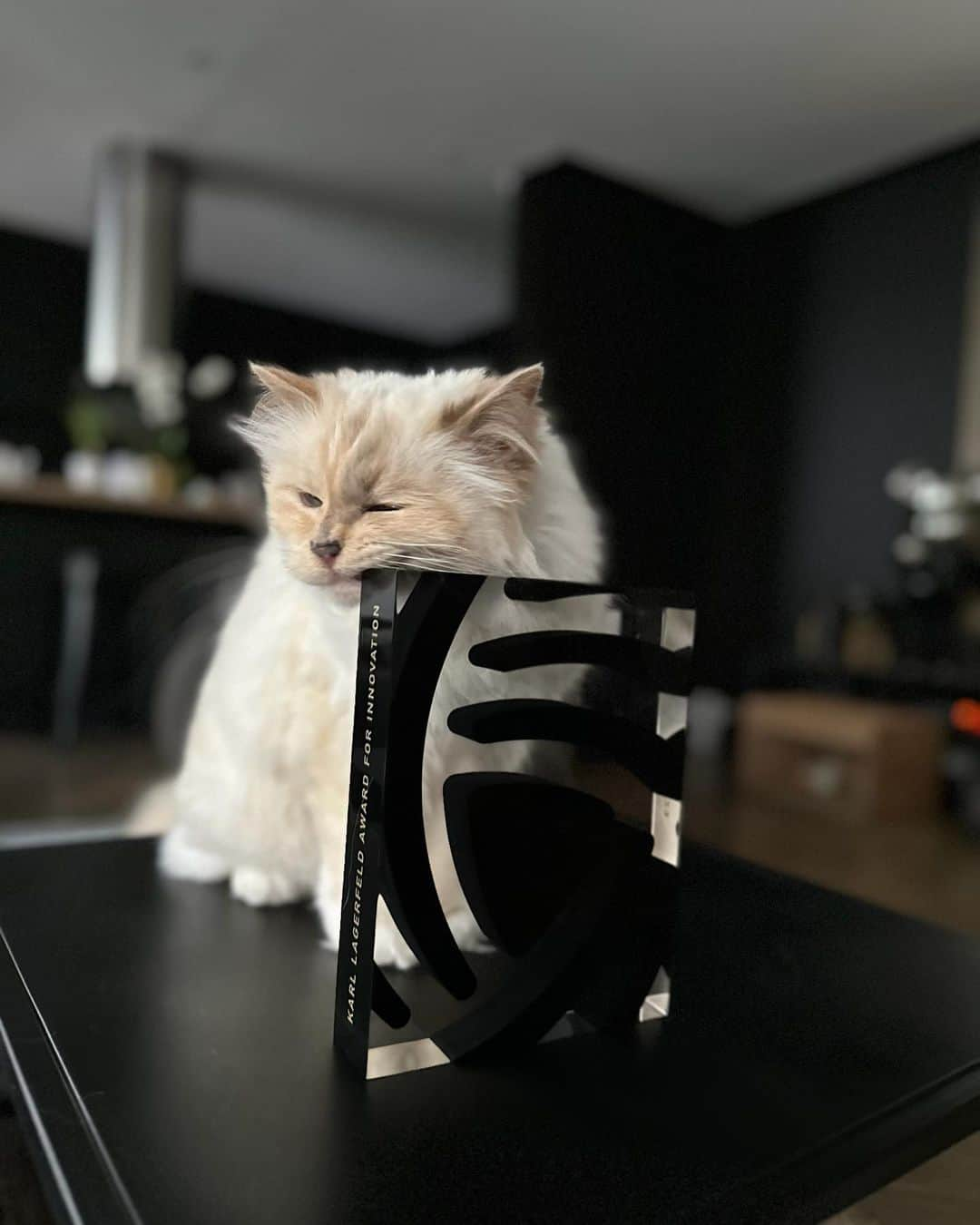 カールラガーフェルドさんのインスタグラム写真 - (カールラガーフェルドInstagram)「Choupette can't wait for tonight's International #WoolmarkPrize ceremony - and who can blame her? The Karl Lagerfeld Award for Innovation will go to a rising designer who embodies the fashion icon's pioneering spirit in creativity and innovation. Come back tomorrow to find out who wins. #KARLLAGERFELD @thewoolmarkcompany」5月15日 18時57分 - karllagerfeld