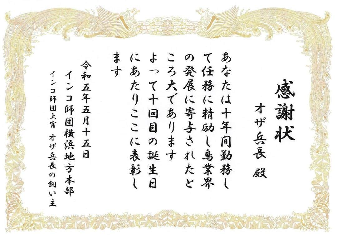 オザ兵長【公式】 のインスタグラム：「うちの愛鳥のオザ兵長に勤続年数10年の表彰を行いました。  #オカメインコ #cockatiel #インコ #鳥 #bird #Parakeet #兵長 #オザ兵長 #表彰 #鳥だって家族」