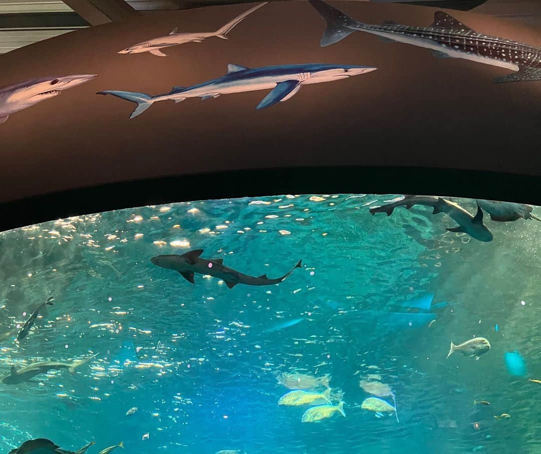中嶋春陽さんのインスタグラム写真 - (中嶋春陽Instagram)「#新江ノ島水族館   サメ展を見に🦈 友達の推しサメはかわいかったし、やっぱりサメは恐竜っぽいなと。 サメに触れたり、くっきりメイク風なお魚にも出会えたり、のんびり楽しい時間を過ごせました。  知り合いのちびっ子がお魚も好きらしいので、いつか一緒に行きたい…！」5月15日 19時17分 - hal_ru