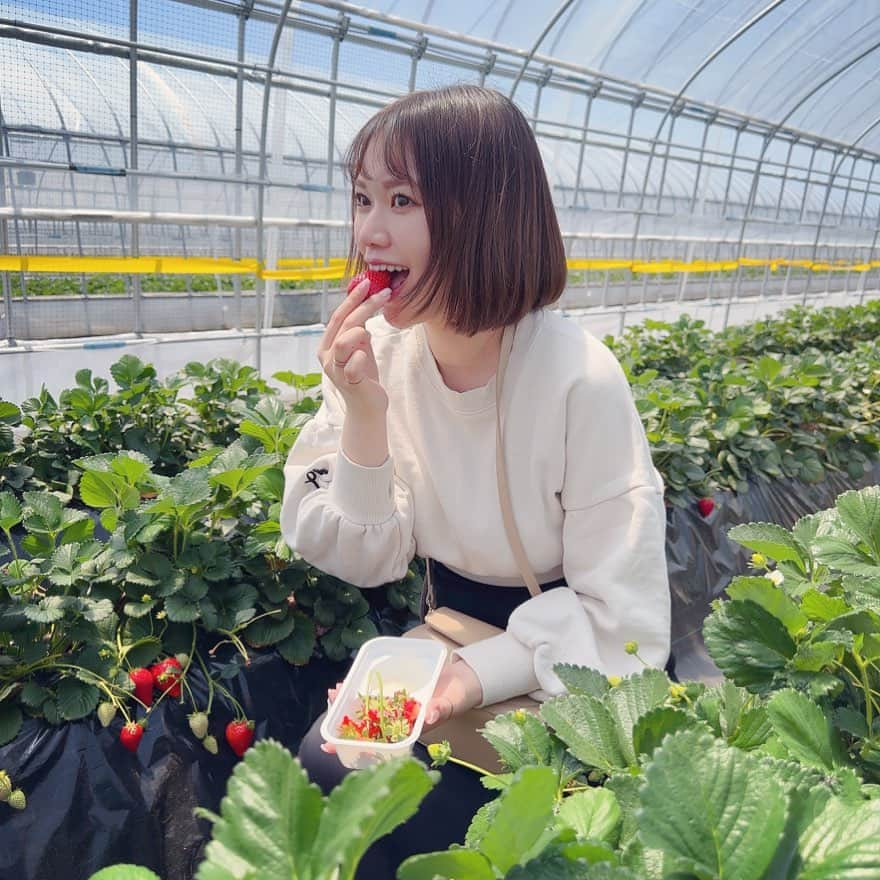 平崎里奈のインスタグラム：「GWは栃木でいちご狩りしました🤭🍓 栃木のレモン牛乳がだいすきです🍋🥛」