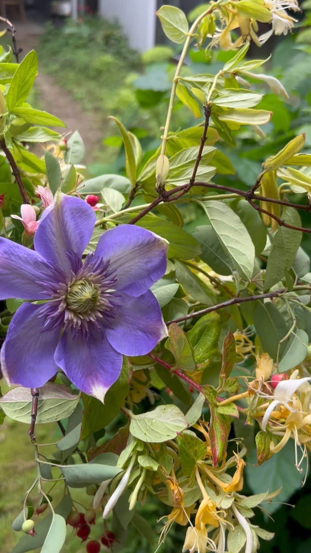 のインスタグラム：「ハニーサックルが咲き出した ジューンベリーも赤くなってきて  花生けが好きです 小さな頃から 植物に興味があった  おしろい花の種をめっちゃ割って 白い粉集めて顔に塗ったり  紫陽花のアナベルは、まだちっさいね  また、雨のシーズンが来て  夏がやってくるのだね  元気でいよう  #植物パワーチャージ #クレマチス #ハニーサックル  #アナベル  #ジューンベリー」