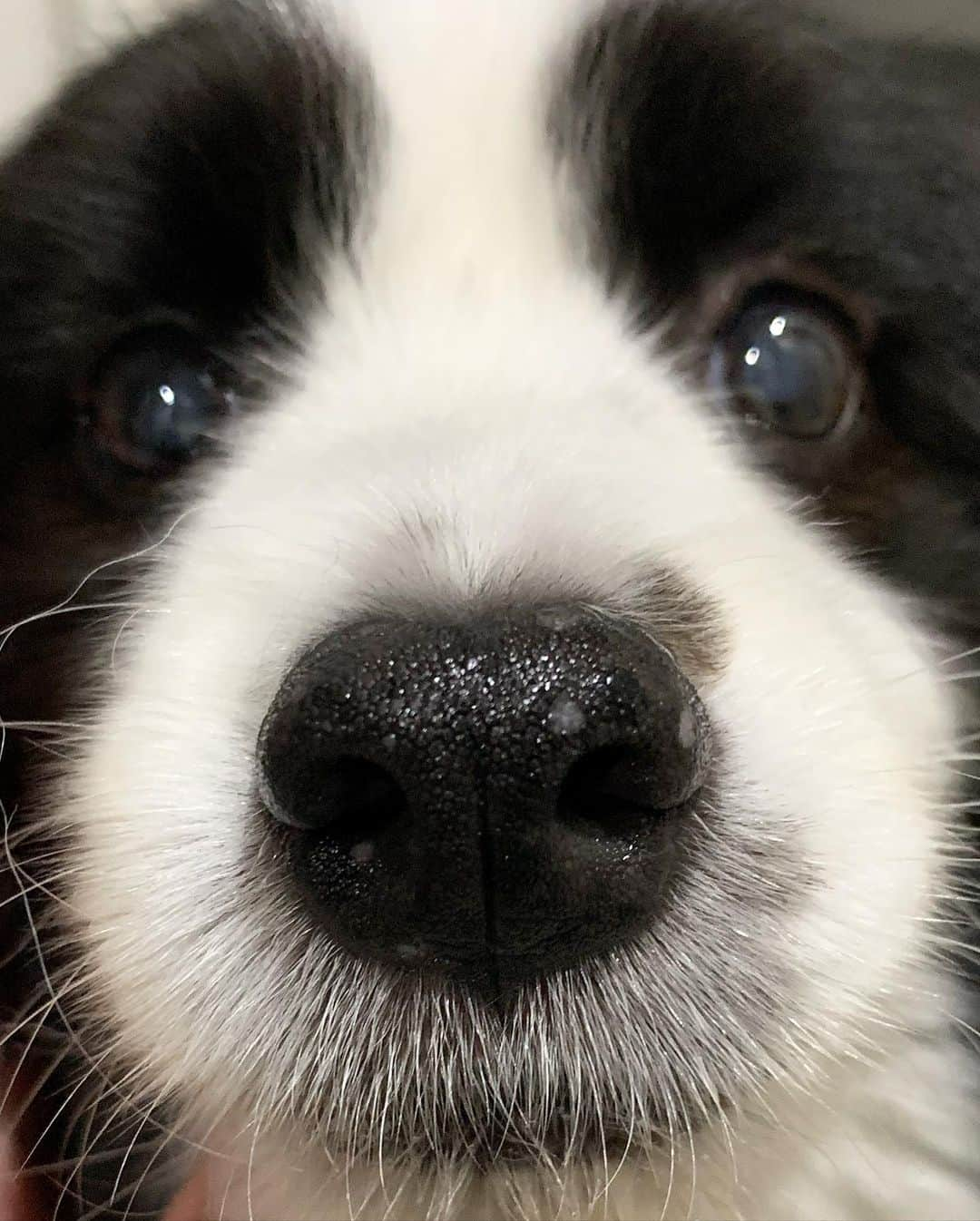 犬バカ部宣伝部長さんのインスタグラム写真 - (犬バカ部宣伝部長Instagram)「お鼻しっとり🐼 元気な証拠😊 ⁡ 鼻の下の毛がたまらん🤣❤️ ⁡ セイウチみたい🤣 ⁡ #犬バカ部 #bordercollie #ボーダーコリー #dog #犬 #白黒 #そら #ふにゃボダ部 #ボダ娘 #セイウチ」5月15日 20時13分 - umetaturou