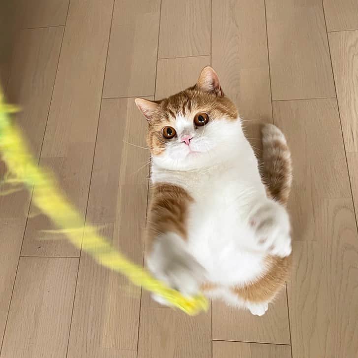 Nico & Tabu with MAYUMI KATOのインスタグラム：「かしゃかしゃ音がする紐のおもちゃが大のお気に入りのきゅるうっこ🥰  わたしと旦那を行ったり来たり紐を加えて1日30往復以上…たまにぽぽたん🐥にも持って行ってあそぼーとおねだりしていてそんな健気な姿にきゅんきゅんです😆💓  #britishshorthair #bsh #igcats  #cat #catstagram #catsofworld #redtabbyandwhite #catsofinstagram #cats_of_instagram  #world_kawaii_cat #instagramcat #cute #catlover #ブリティッシュショートヘア #ブリショー #ねこ部 #ペコねこ部 #にゃんすたぐらむ #猫とインテリア #ブリ商会 #多頭飼い #ペトコト取材班 #ねこライフ #ねこスタグラム #猫のいる生活 #もふもふ #まんまる猫 #茶白猫 #お父さんは市松 #お母さんはピッパ」