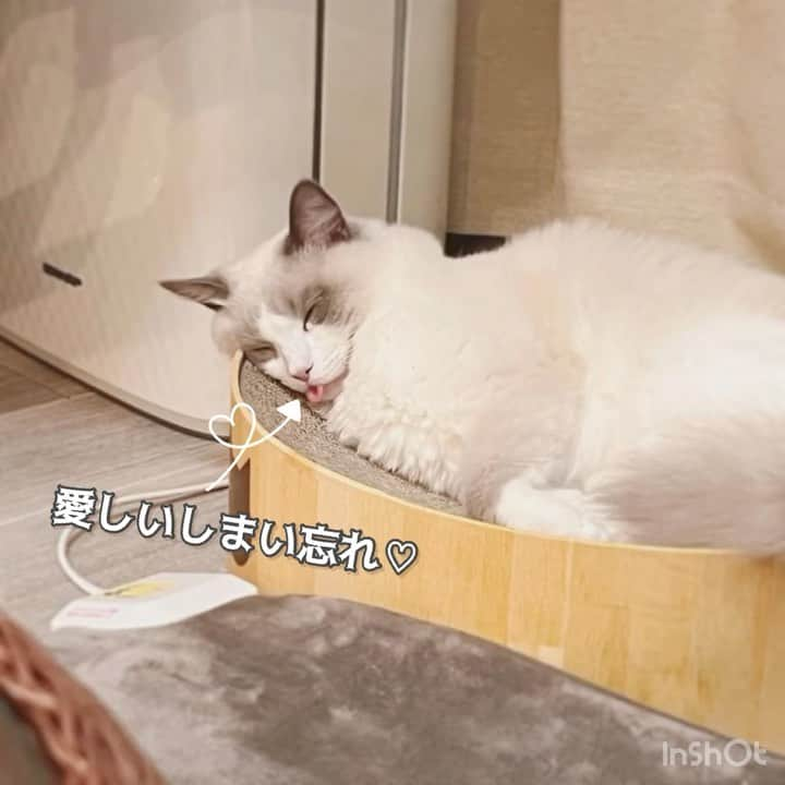 猫壱（ねこいち•ネコイチ）のインスタグラム：「可愛いしまい忘れ♡ お腹も丸出しで、リラックスできてるんだね🥺❤︎  @watayukisanpo さん お写真をありがとうございました😊 お写真の商品はバリバリボウルでした🐱  :::::::::猫壱 :::::::   猫壱商品を使ってくれている写真や動画に【猫壱写真館】のハッシュタグをつけてポストしてください✨  猫壱SNSなどでリポスト・紹介されるかも？！  猫壱HPにも掲載されるチャンスも🥺  ぜひ皆さんハッシュタグをつけてポストしてくださいね🥺    @necoichicojp のハイライトから応募要項をチェックして是非ご応募くださいね❤   Reproduction is  prohibited.  ...........................................................................  #猫壱写真館  #猫壱 #necoichi #猫好きさんと繋がりたい  #猫好き　 #猫のいる暮らし  ...........................................................................」