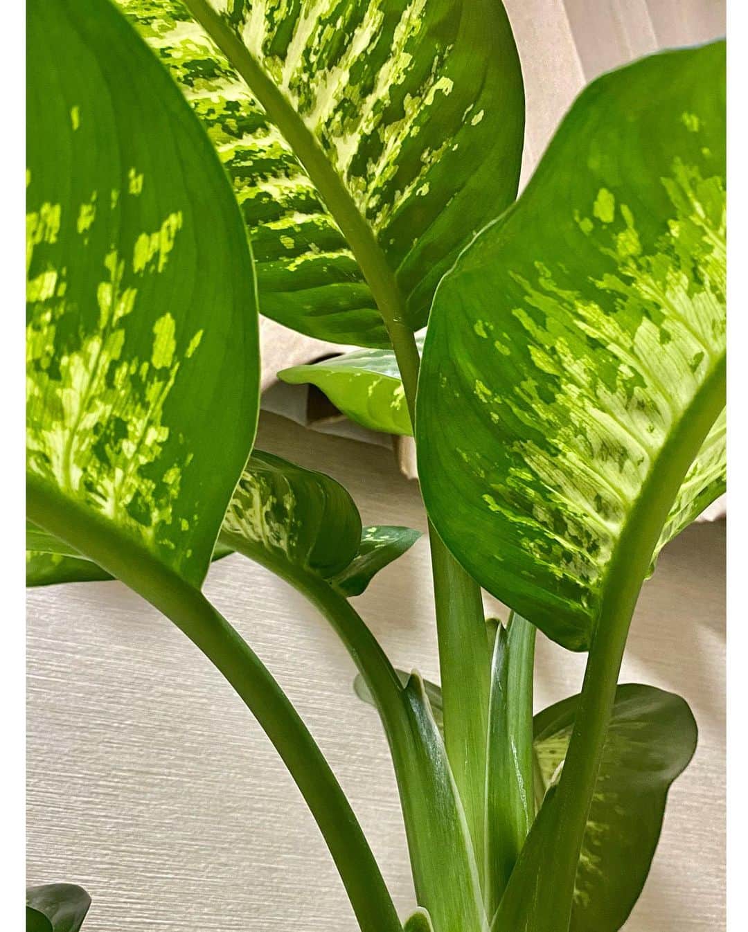 田中珠里さんのインスタグラム写真 - (田中珠里Instagram)「おすすめの観葉植物 教えて欲しいです🪴 #観葉植物」5月15日 20時27分 - shuritanaka_official