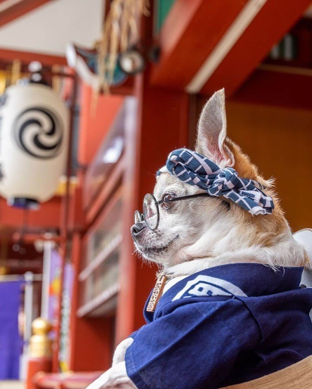 紋次郎さんのインスタグラム写真 - (紋次郎Instagram)「神田祭 Photo @jimmy.cohrssen  4年ぶりの神田祭賑わっておりました！ 今週末の三社祭もすごいことになりそうだ😊 そして、jimmyさん、いつも素敵な写真をありがとう！ #dog#dogstagram#instadog#chihuahua#barkbox#mydogiscutest#buzzfeed#dog_features#fluffypack#barkpack#dogsofinstagram#犬#チワワ#手作り#handmade#着物#fashion#紋次郎一家#チーム茶#ふわもこ部#igersjp#peco犬部#dogfashion #whisky#神田祭」5月16日 6時54分 - montjiro